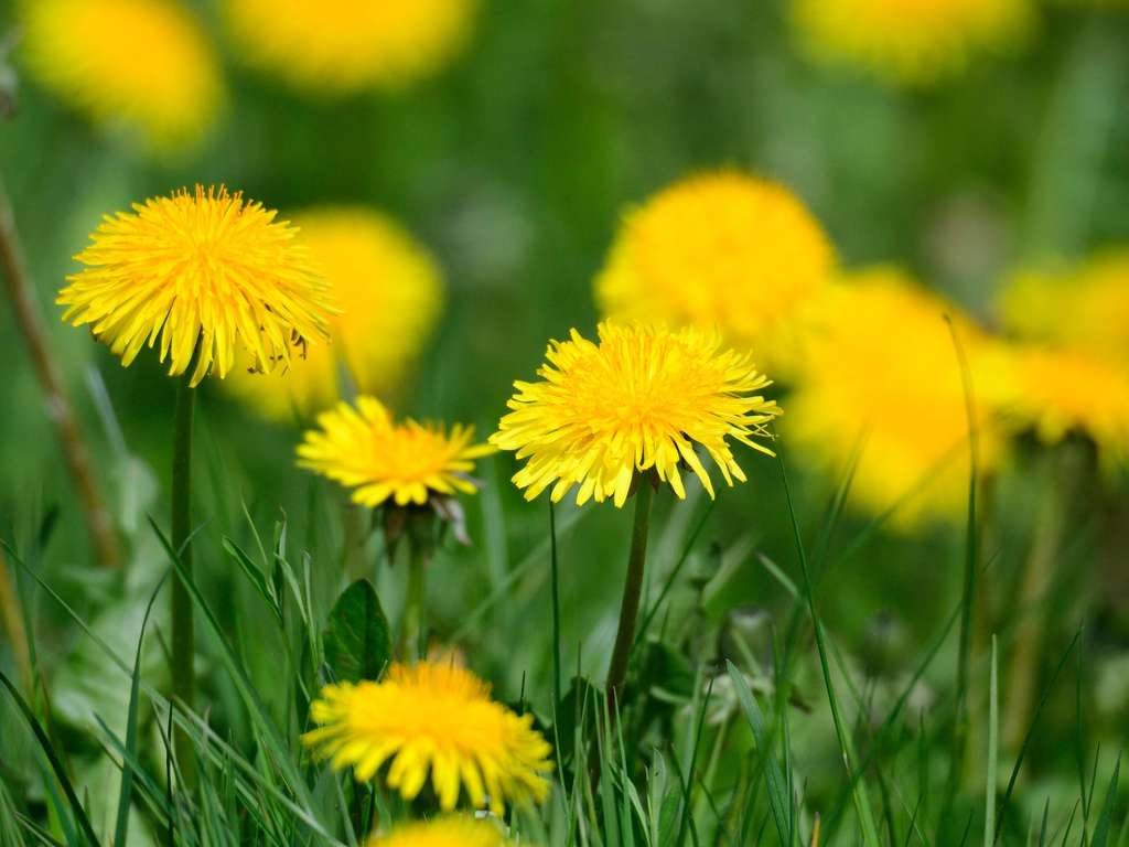 Löwenzahnblüten, Gelb, Gras, Wiese, Natur, Hintergrundbild für iPad und Tablet