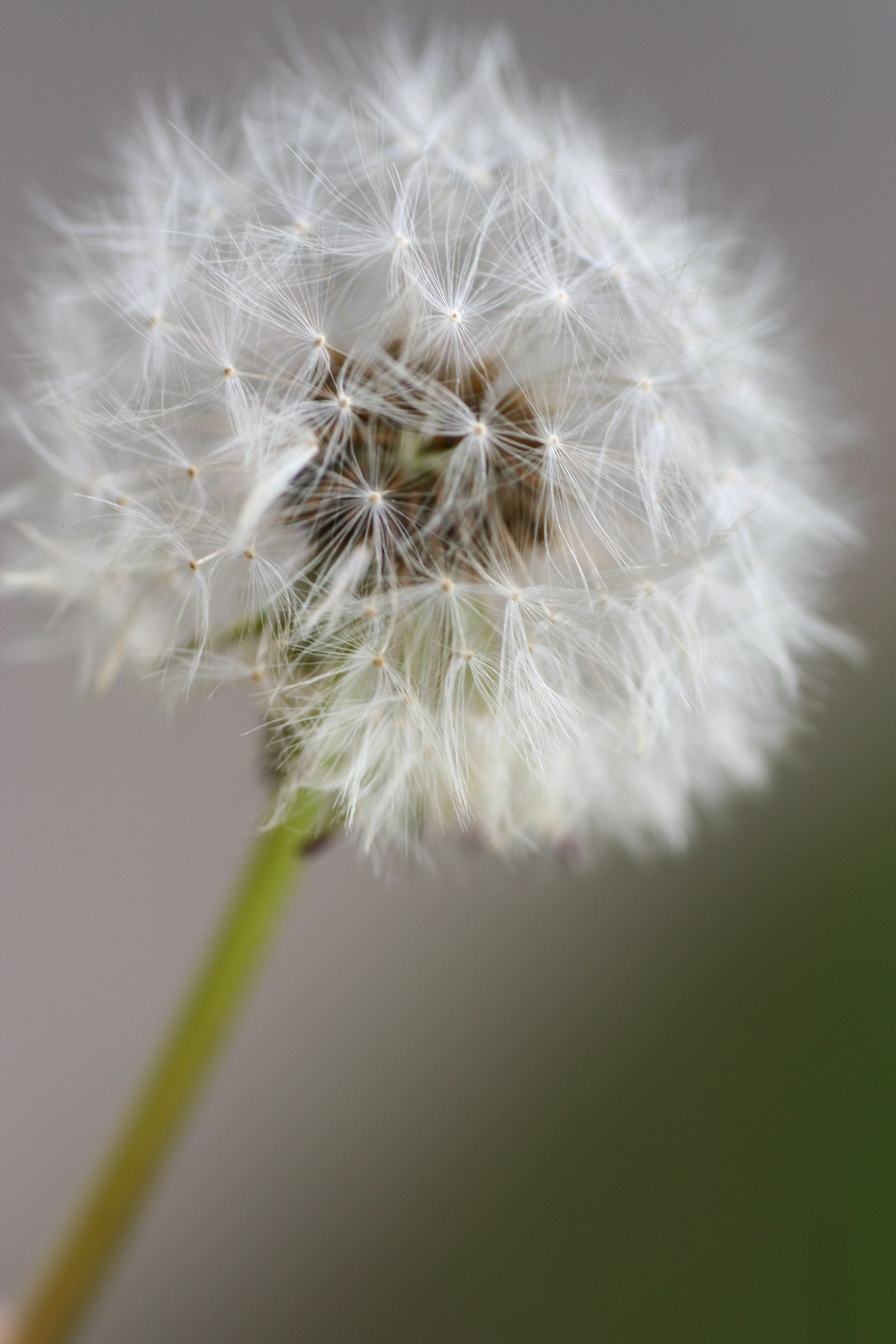 Pusteblume, Grauer Hintergrund, Nahaufnahme, Hochformat, Sperrbildschirm fürs iPhone