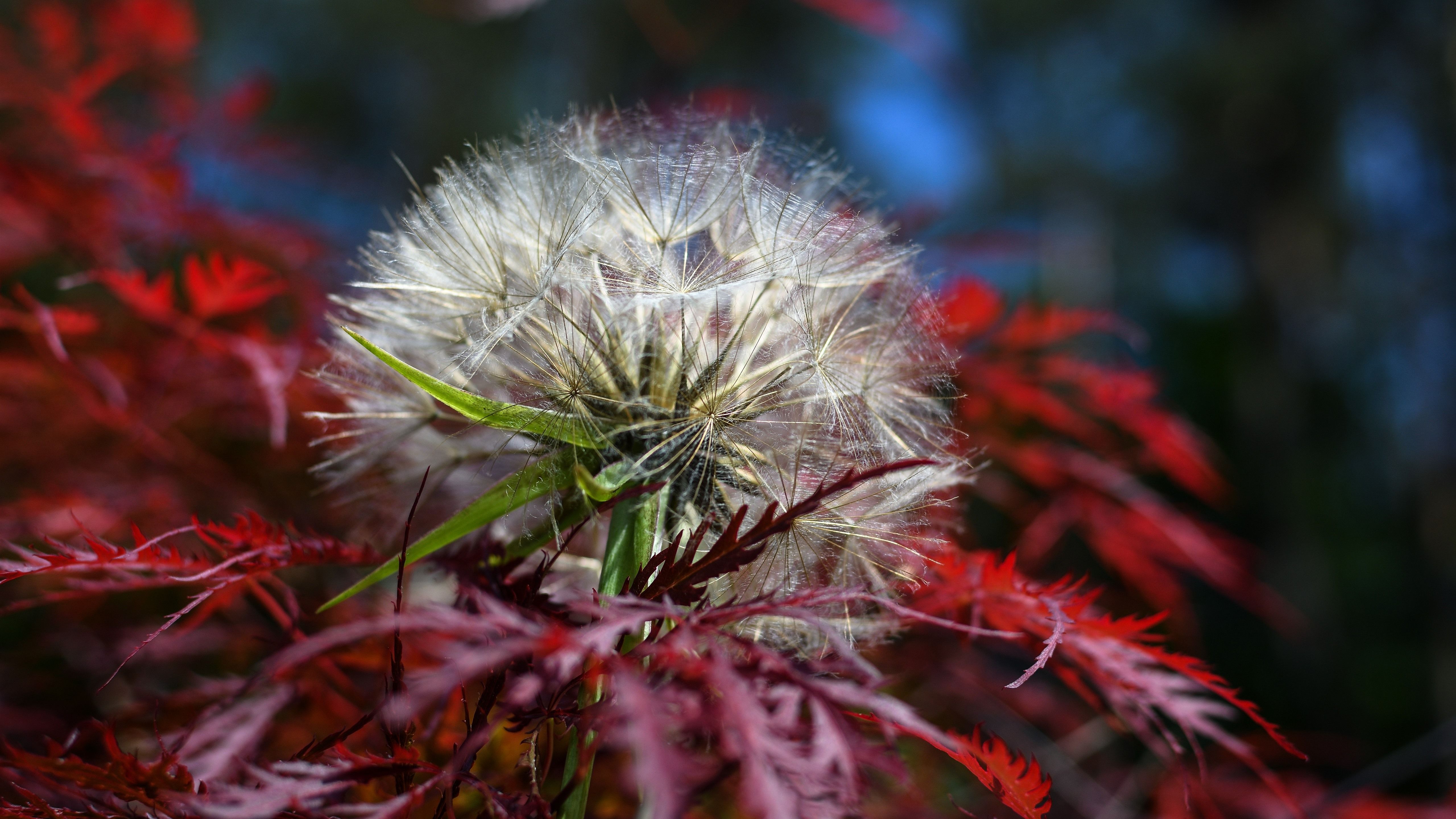 Pusteblume, Japanischer Ahorn, Rote Blätter, Makro, 5K, Hintergrund für den Desktop
