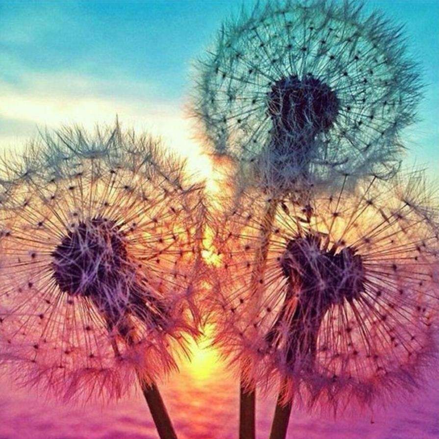 Pusteblumen, Sonnenuntergang, Bunt, Rosa, Türkis, Digitale Kunst, Hintergrundbild fürs iPad