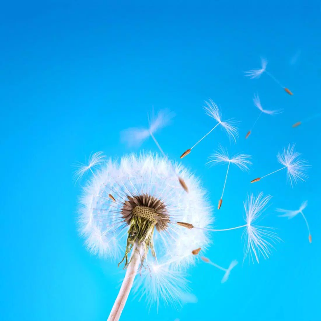 Pusteblume, Flugsamen, Wind, Blauer Hintergrund, Wallpaper