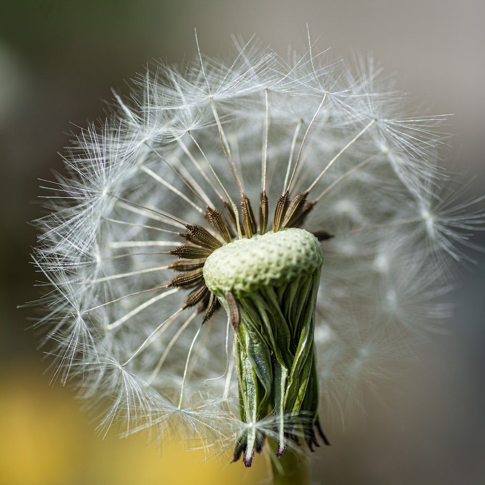 Pusteblume, Halbverweht, Makro, Nahaufnahme, Hintergrundbild für iPad und Tablet