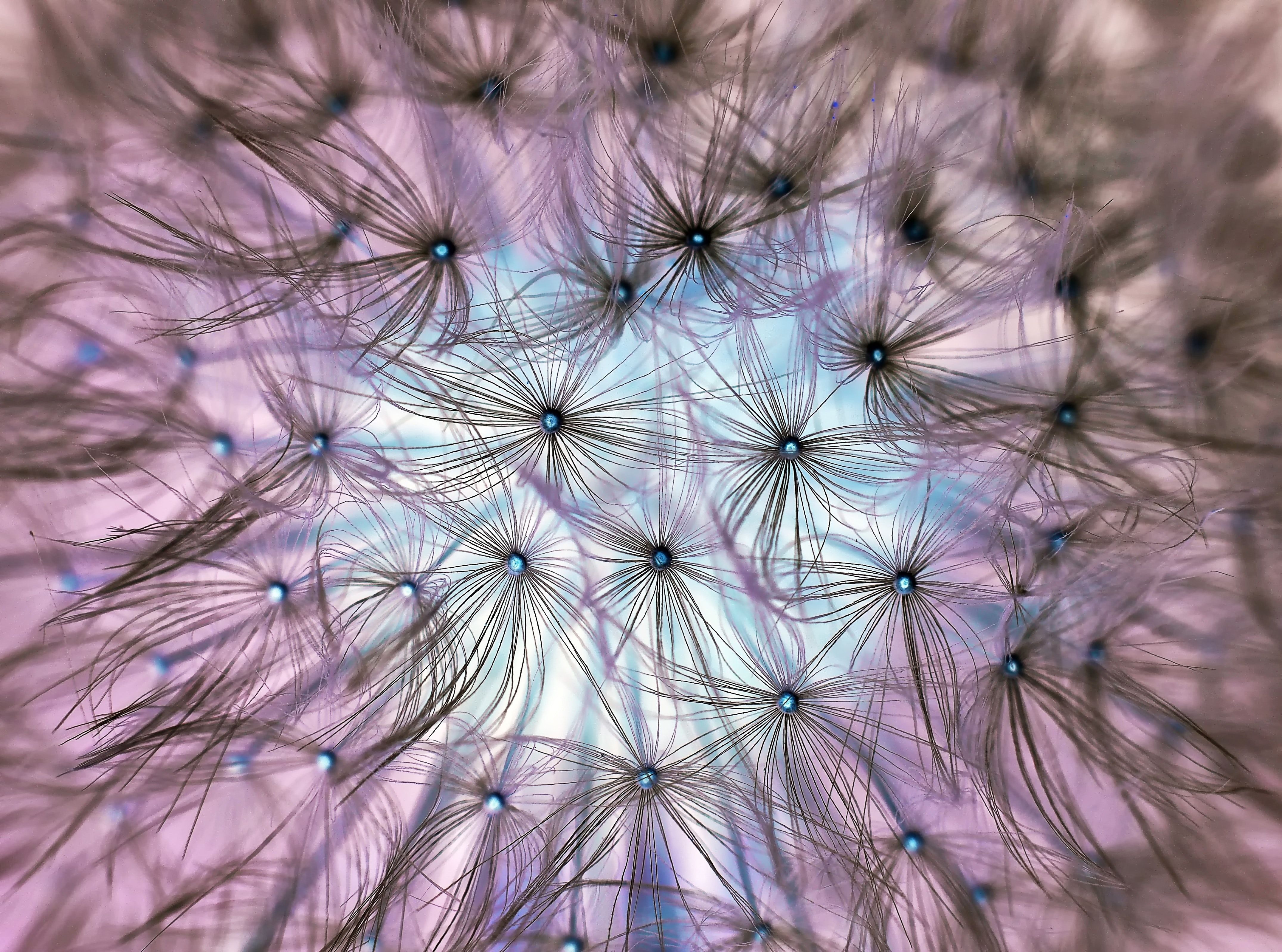 Flugsamen, Makro, Lila, Abstrakt, Muster, 4K, Hintergrundbild fürs Tablet