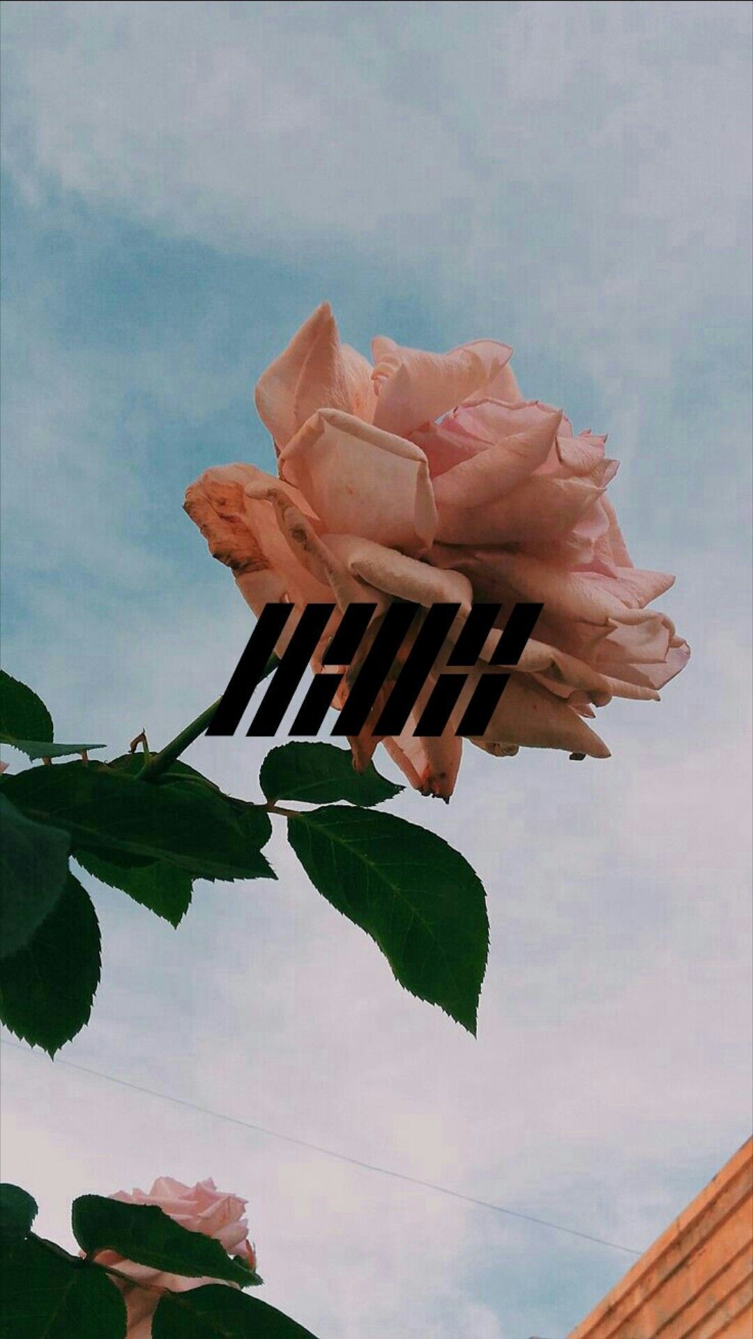 Rose, Himmel, Blumen, Ästhetik, Text, Hintergrundbild fürs iPhone