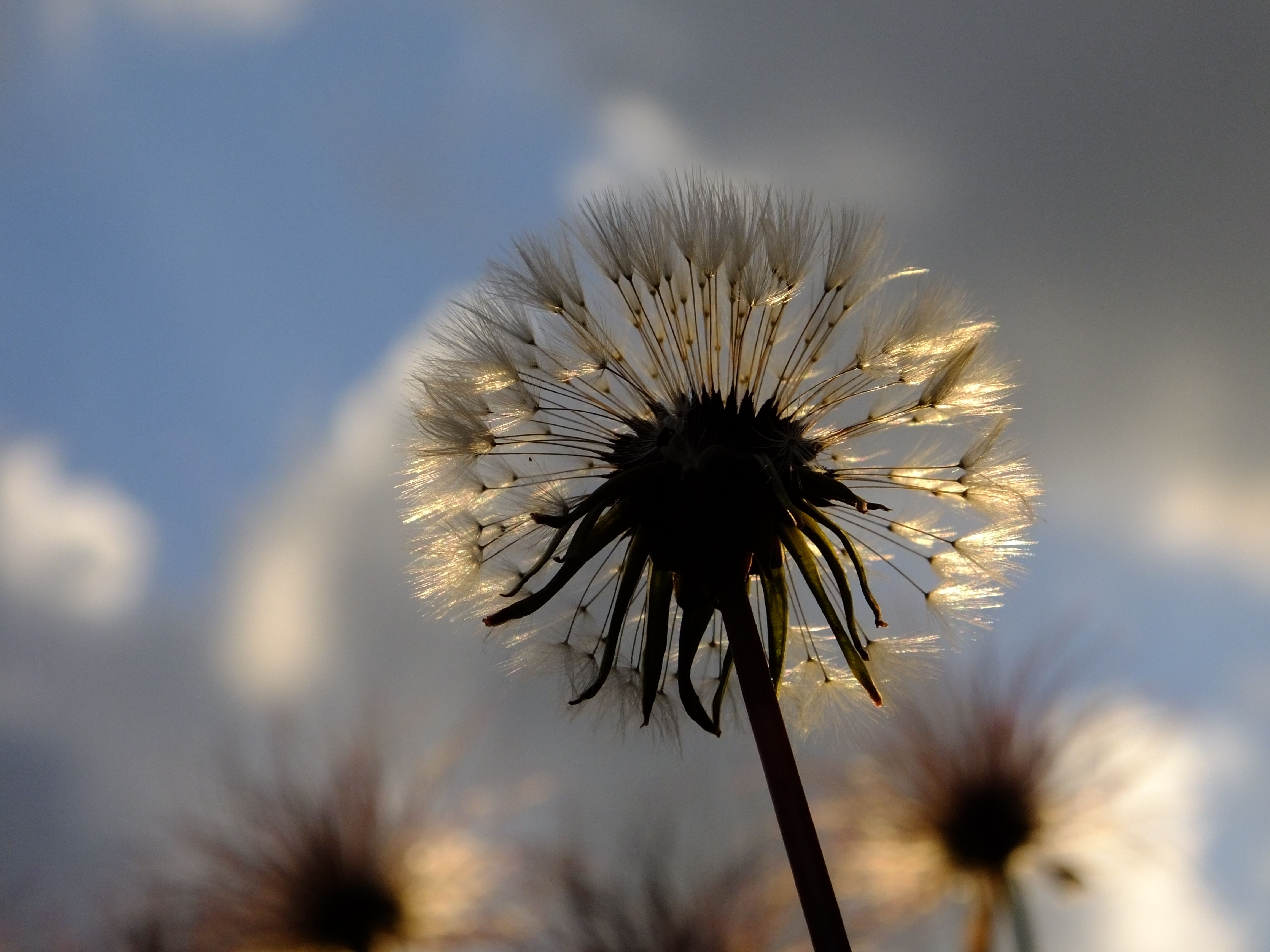 Pusteblume, Wolkenhimmel, Froschperspektive, Gegenlicht, Hintergrundbild fürs Tablet