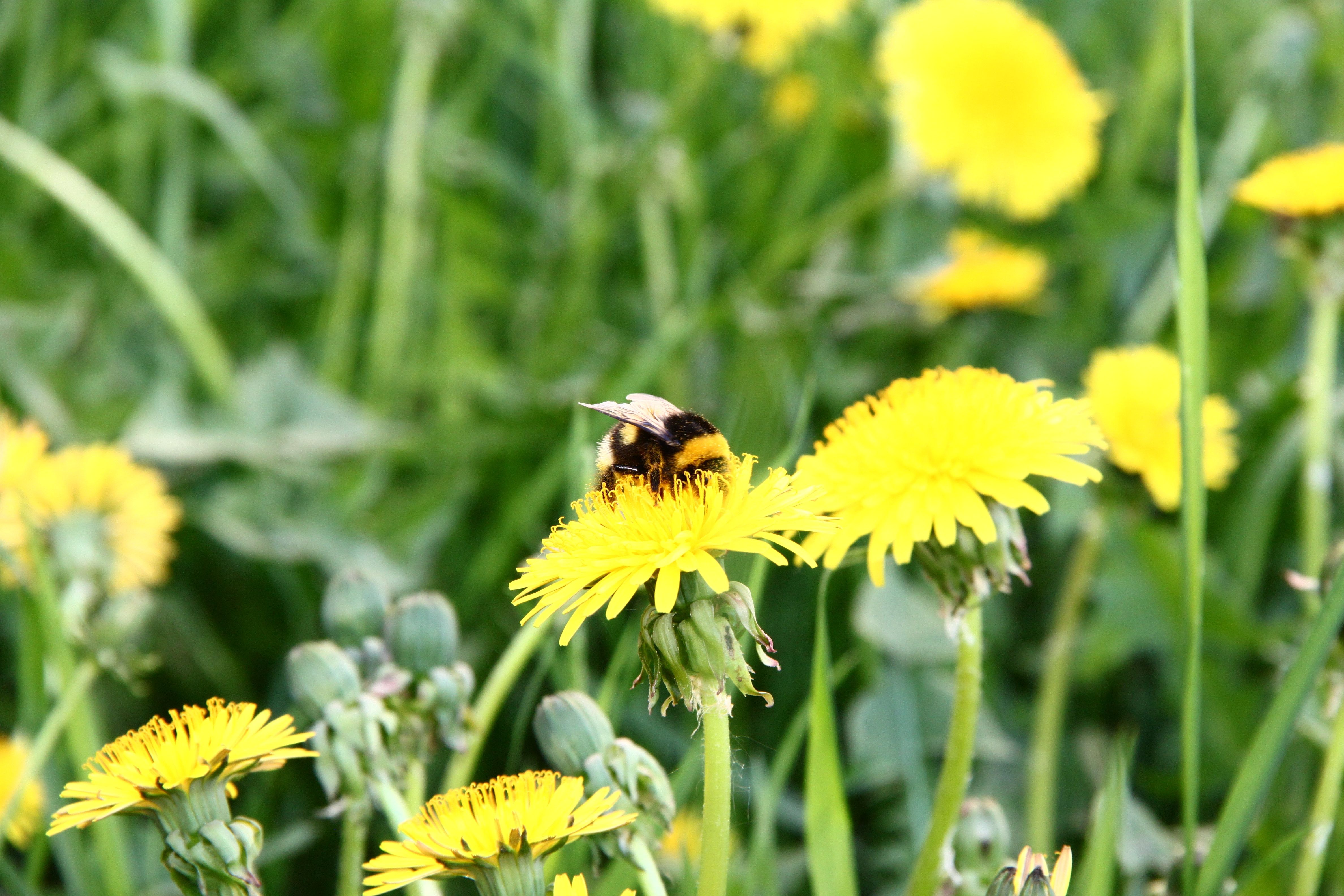 Löwenzahnblüten, Hummel, Gelb, Gras, Frühling, 4K, Desktop-Hintergrund für Windows