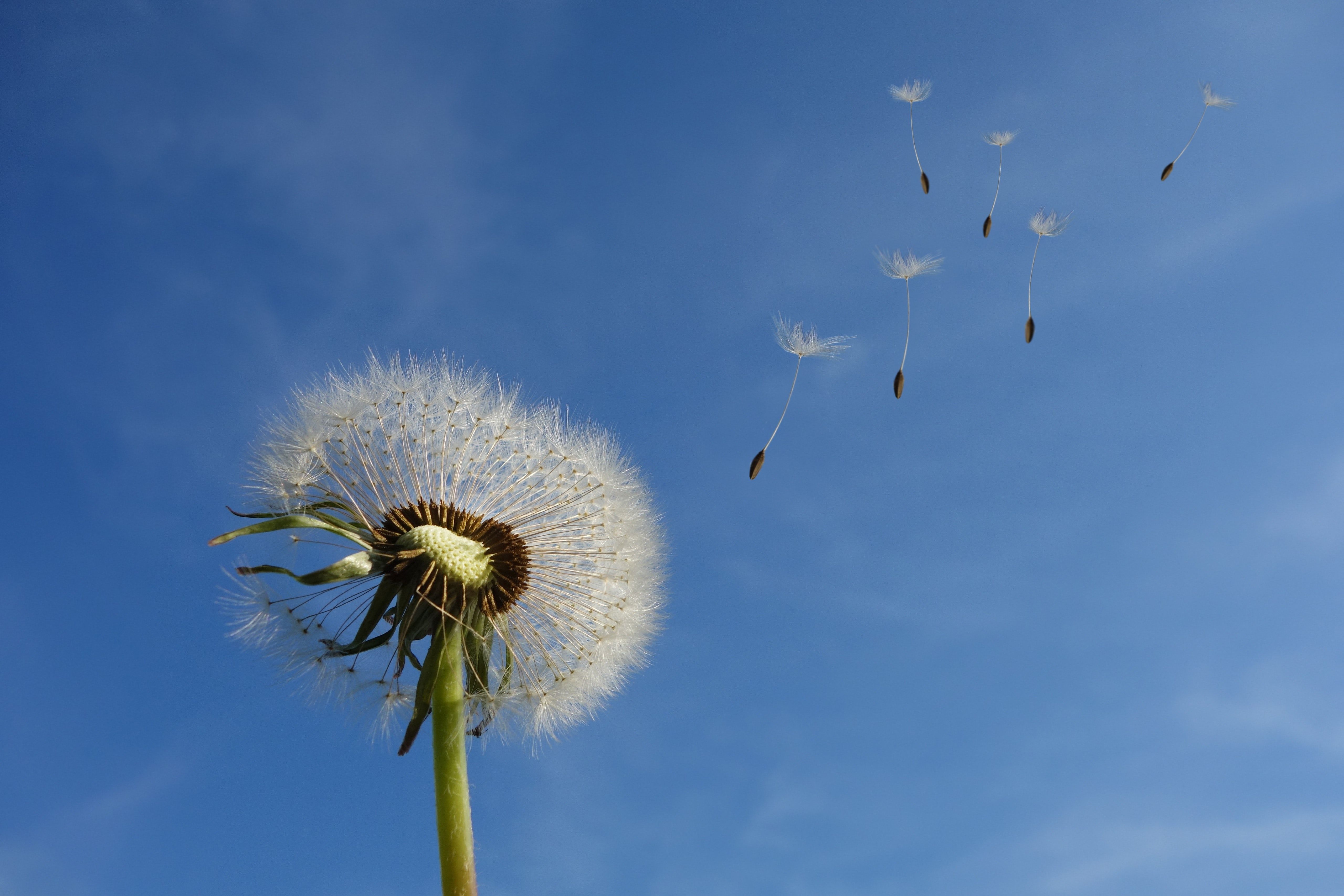 Pusteblume, Flugsamen, Blauer Himmel, Wind, 5K, Hintergrundbild für den PC