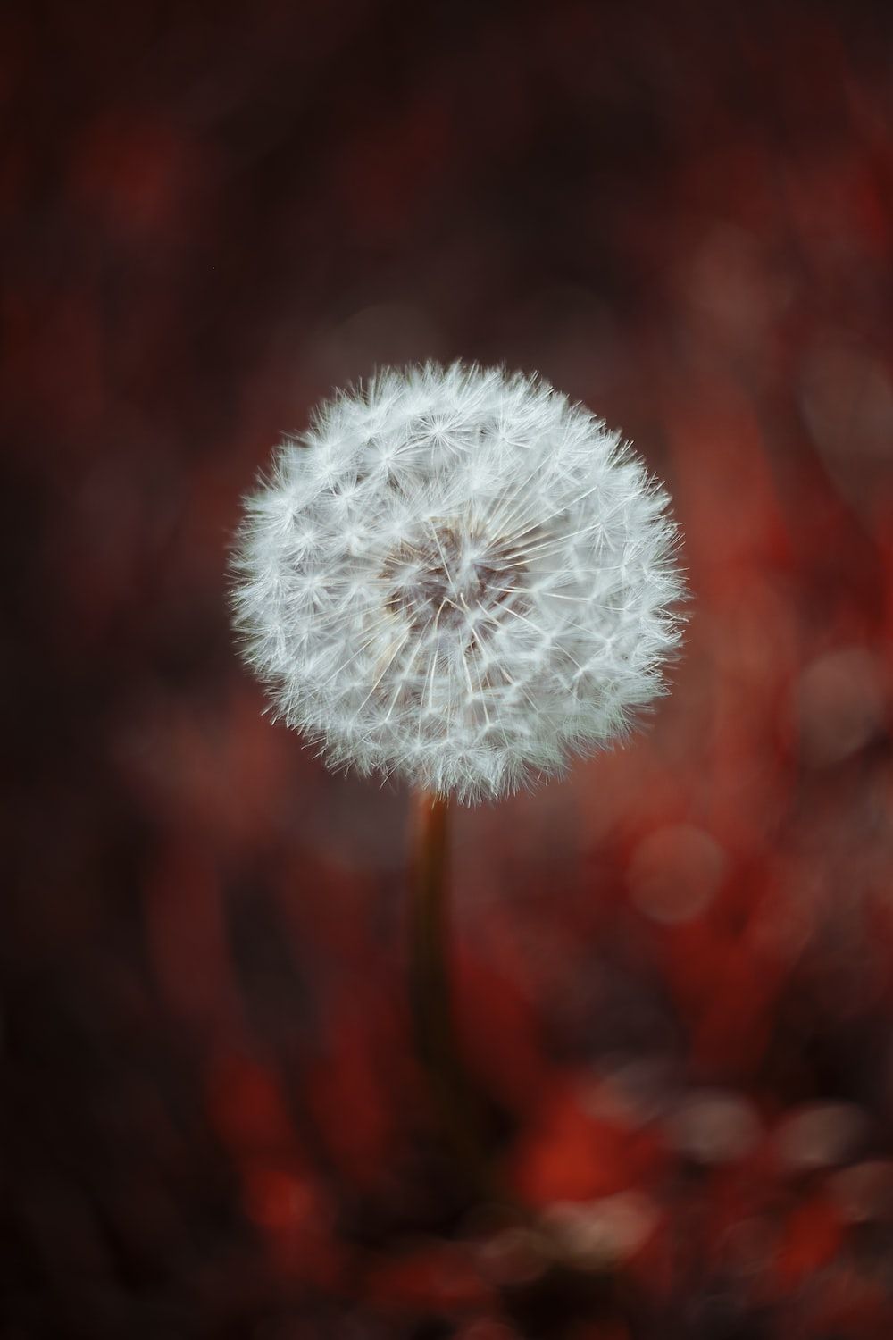 Pusteblume, Dunkelrot, Hochformat, Bokeh, HD, Hintergrundbild fürs Handy