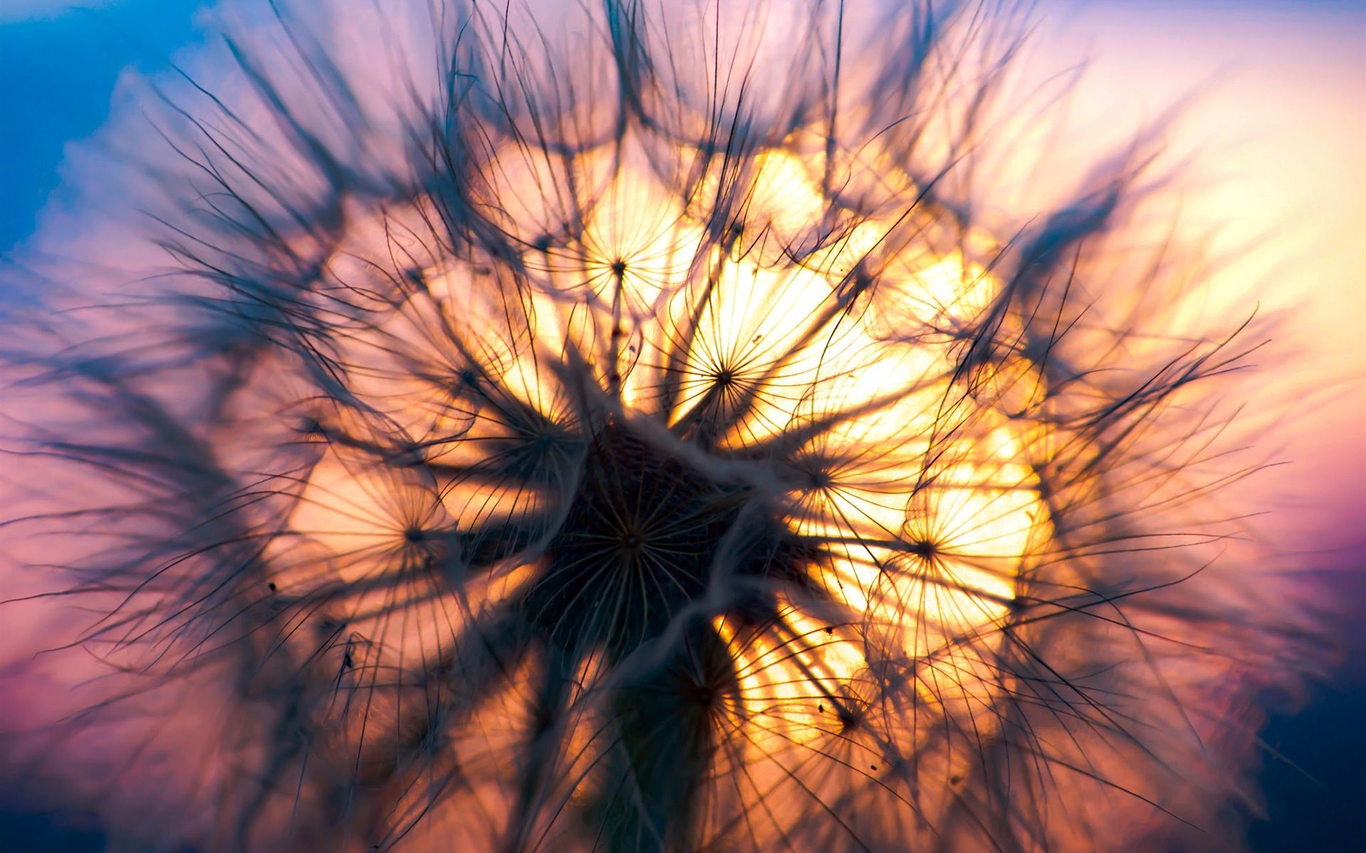 Pusteblume, Gegenlicht, Sonnenuntergang, Makro, Lila, Full HD, Desktop-Hintergrund für Windows