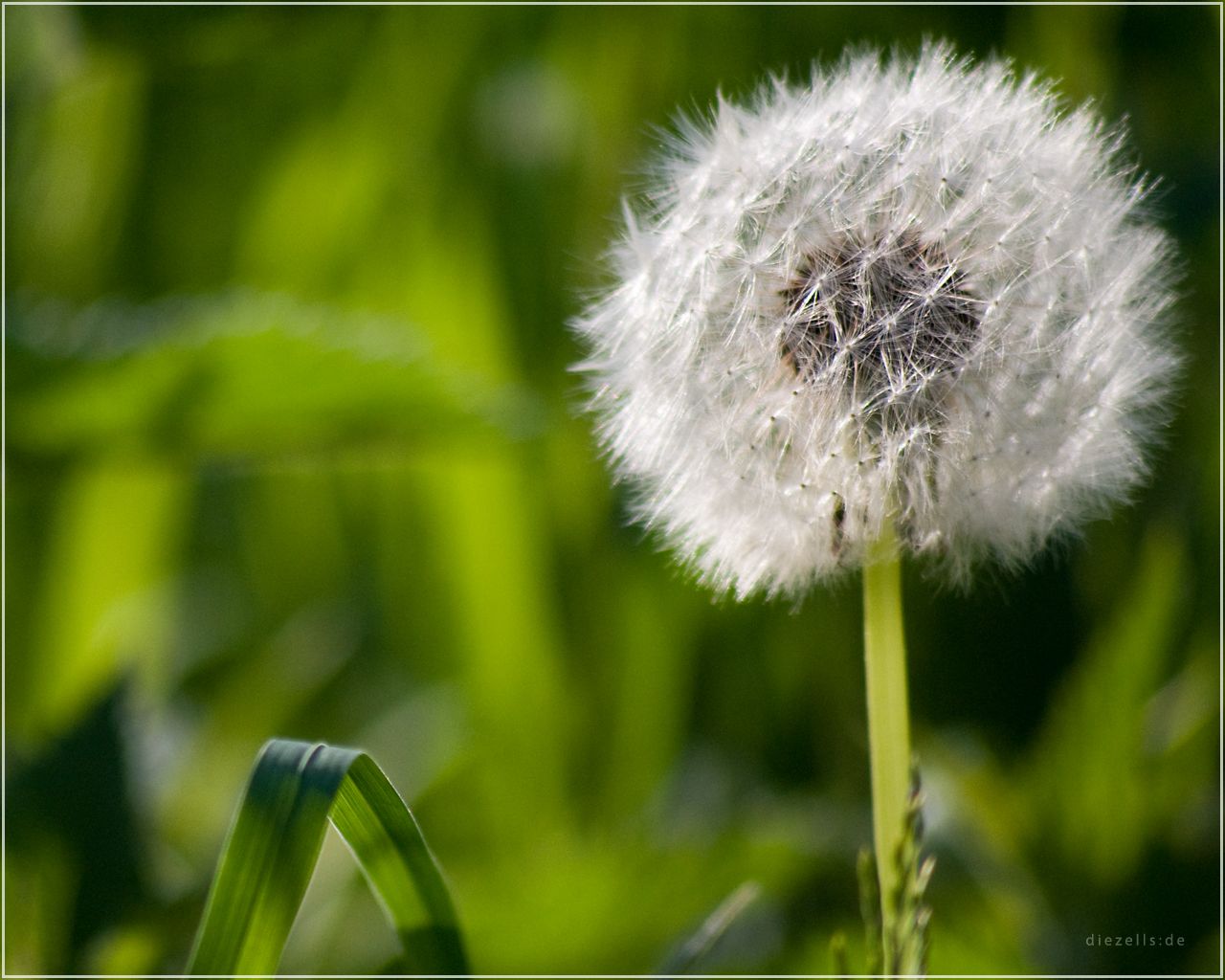 Pusteblume, Grüner Hintergrund, Gras, Natur, HD Wallpaper