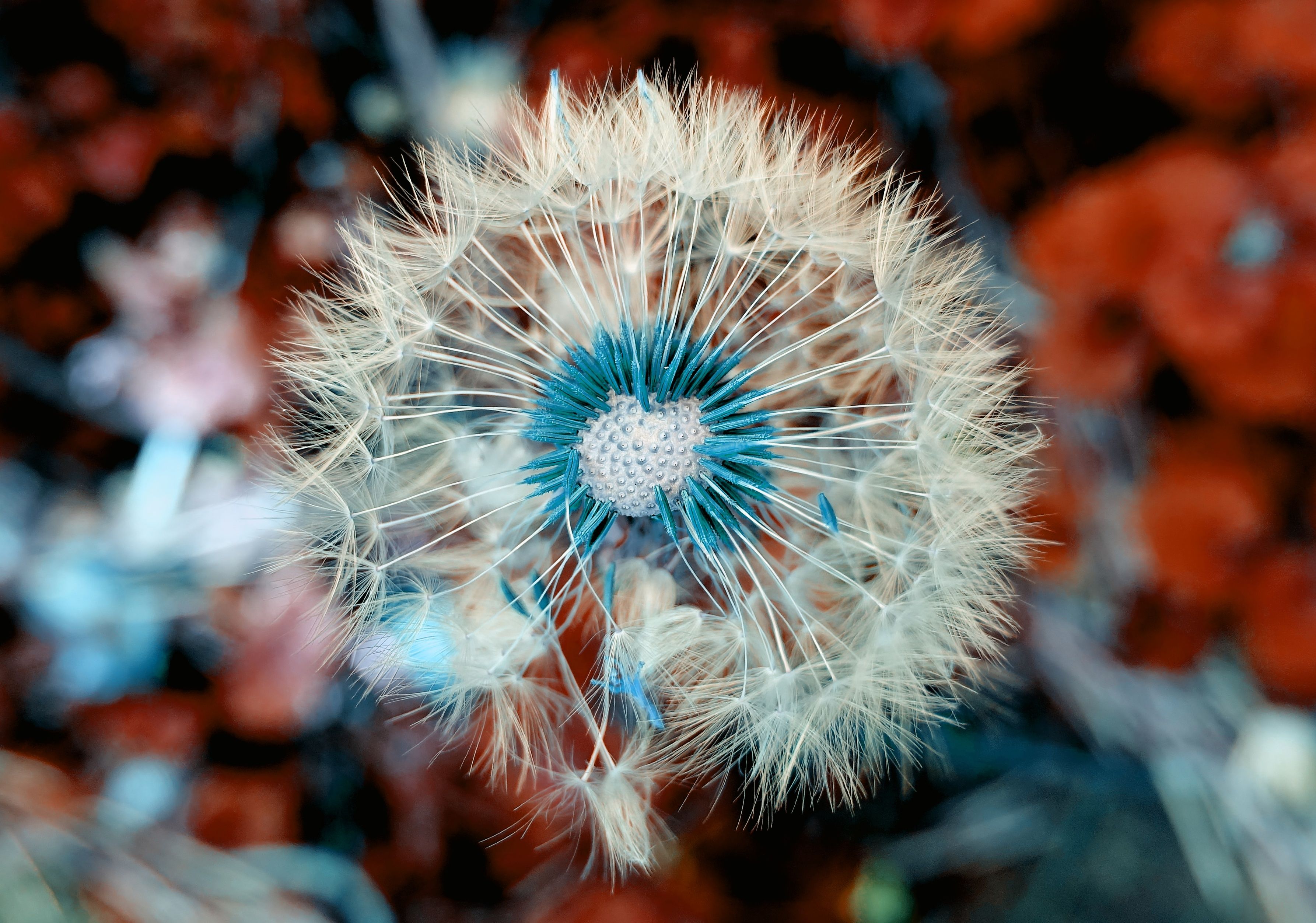 Pusteblume, Infrarot, Türkis, Rot, Makro, 2K, Hintergrundbild für den PC
