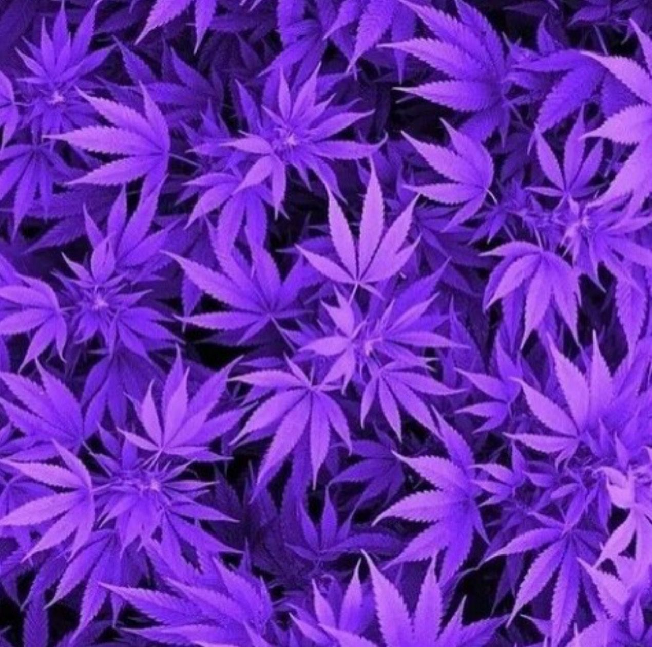 Lila Hanfblätter, Pflanze, Muster, Violett, Cannabis, Hintergrundbild für iPad und Tablet