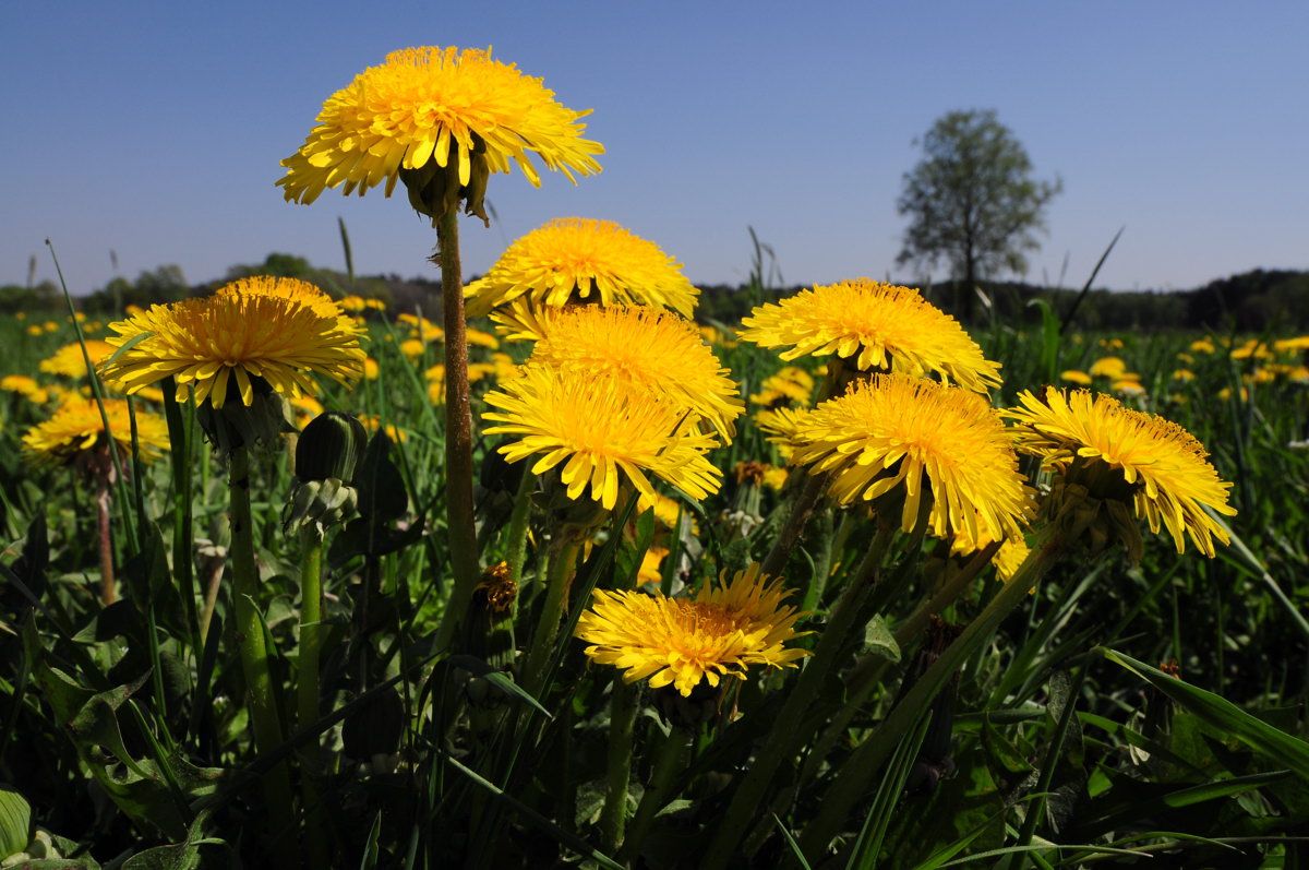 Löwenzahnblüten, Gelb, Wiese, Blauer Himmel, Frühling, Hintergrundbild