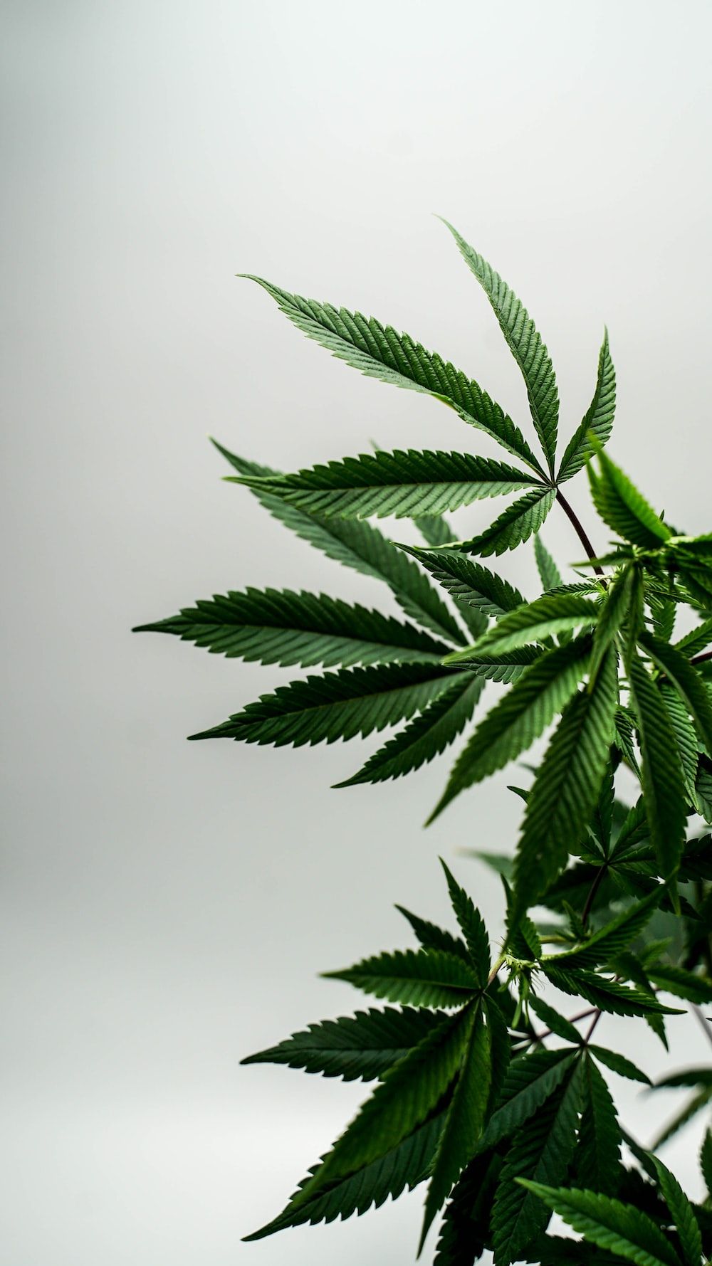 Cannabispflanze, Blätter, Weißer Hintergrund, Grün, Minimalistisch, Sperrbildschirm fürs iPhone
