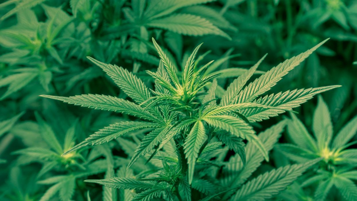 Cannabispflanze, Hanfblätter, Nahaufnahme, Grün, Plantage, Hintergrundbild