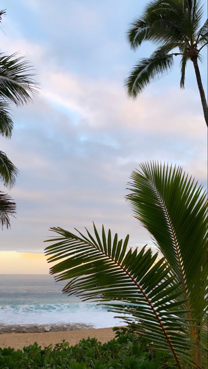 Palmen, Strand, Tropen, Meer, Wolken, Hintergrundbild für iPhone und Android