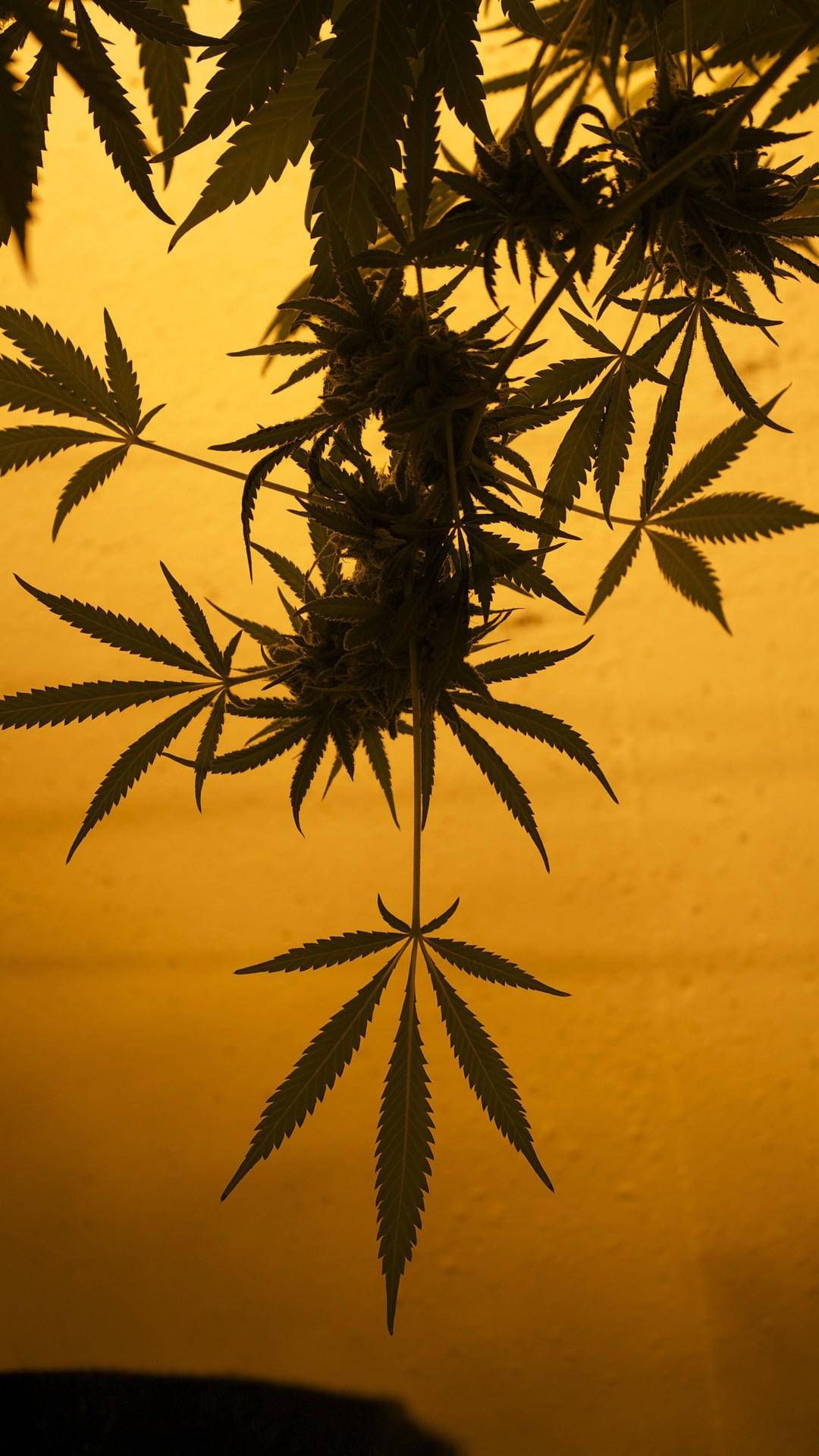 Cannabispflanze, Silhouette, Gelbes Licht, Blätter, Schatten, Android-Hintergrundbild