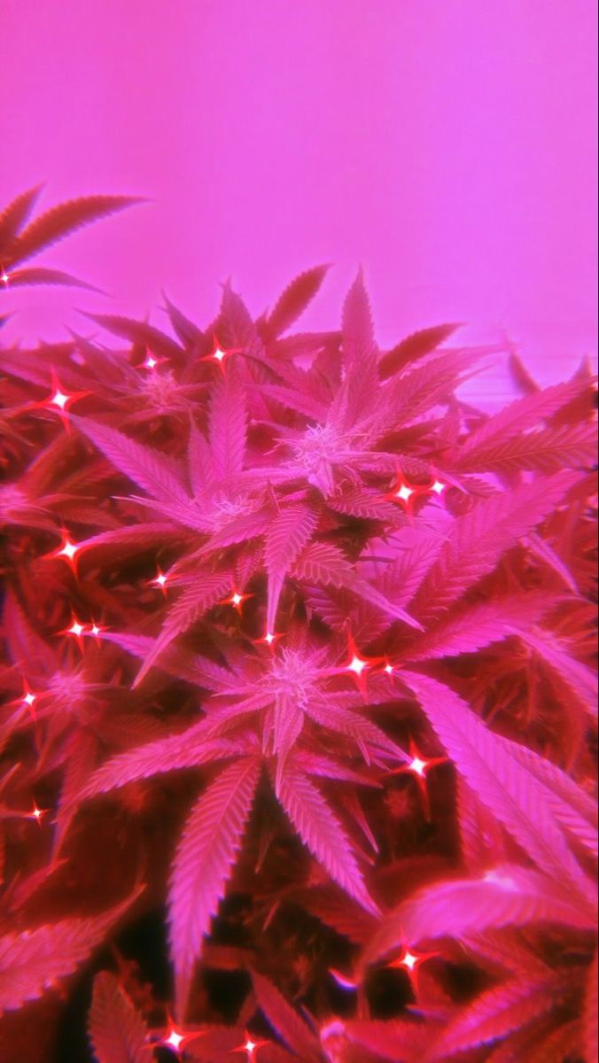 Cannabispflanze, Pinkes Licht, Indoor-Anbau, Blätter, Magenta, Hintergrundbild fürs Handy