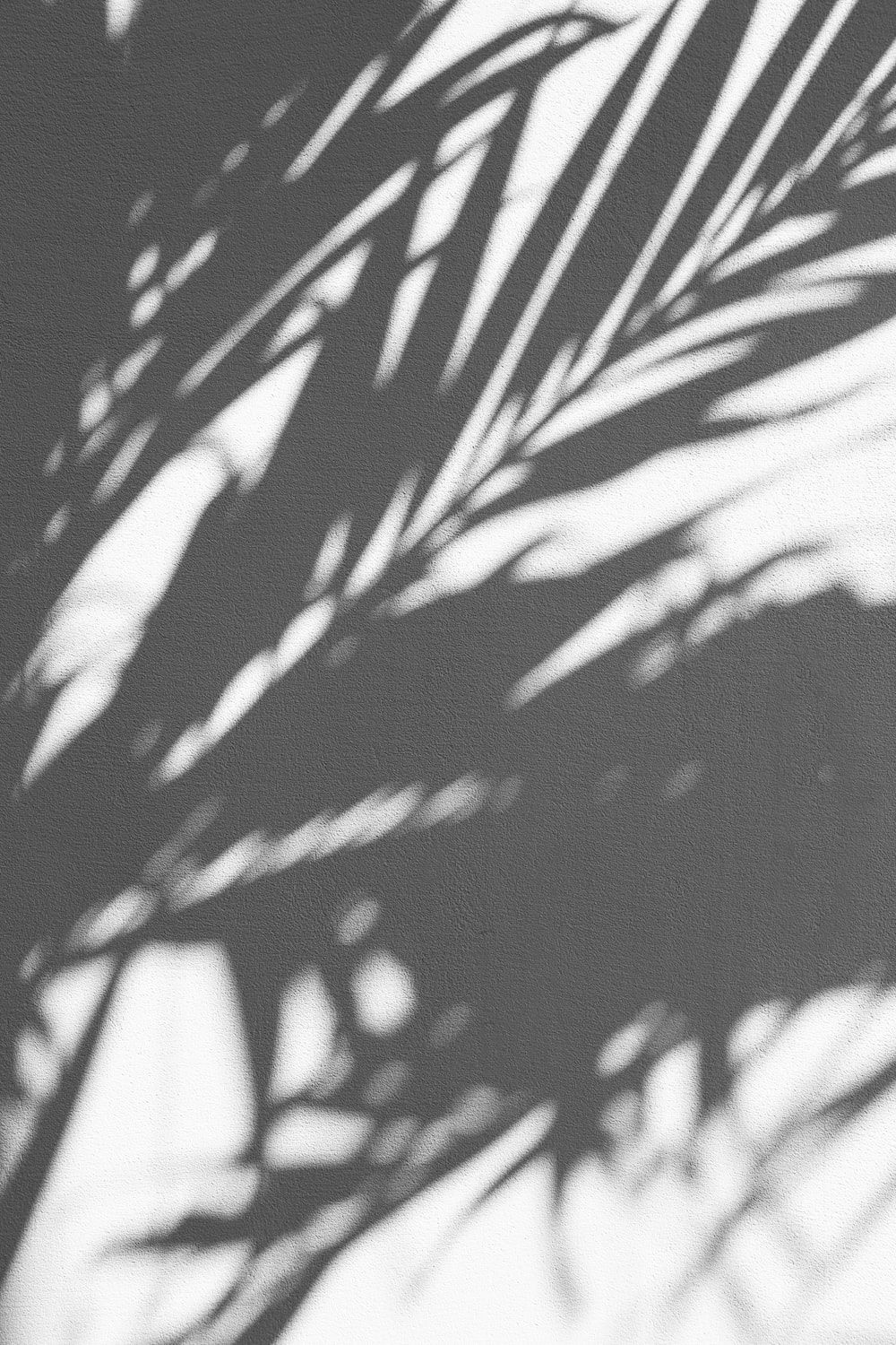 Palmblatt, Schatten, Hellgrau, Minimalistisch, Wand, HD, Handy-Hintergrund im Hochformat