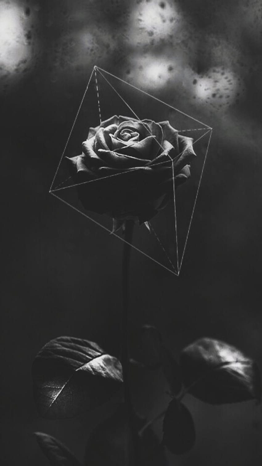 Rose, Geometrisch, Dunkelgrau, Bokeh, Blüte, HD, Hintergrundbild fürs Handy