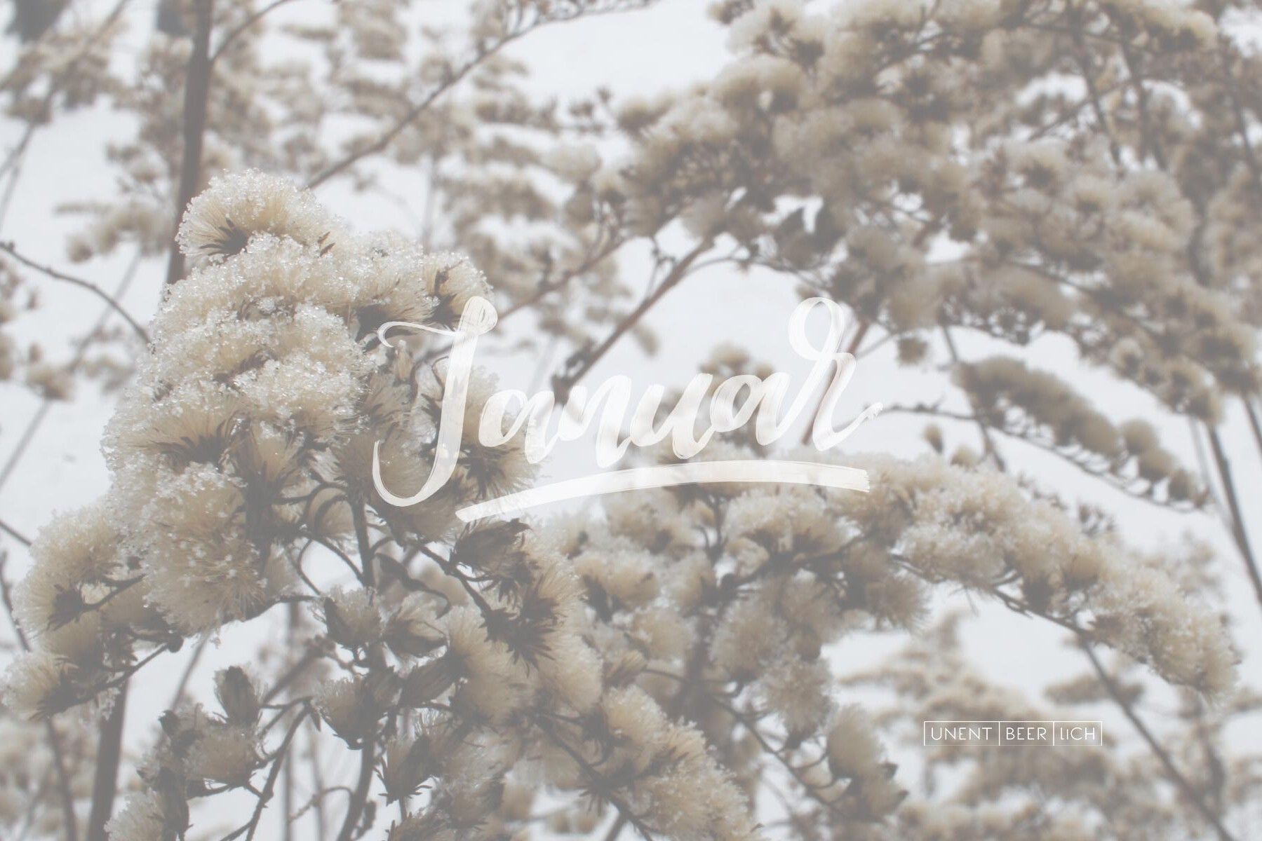 Trockenblumen, Januar, Schriftzug, Beige, Pastell, HD, Hintergrund für den Desktop