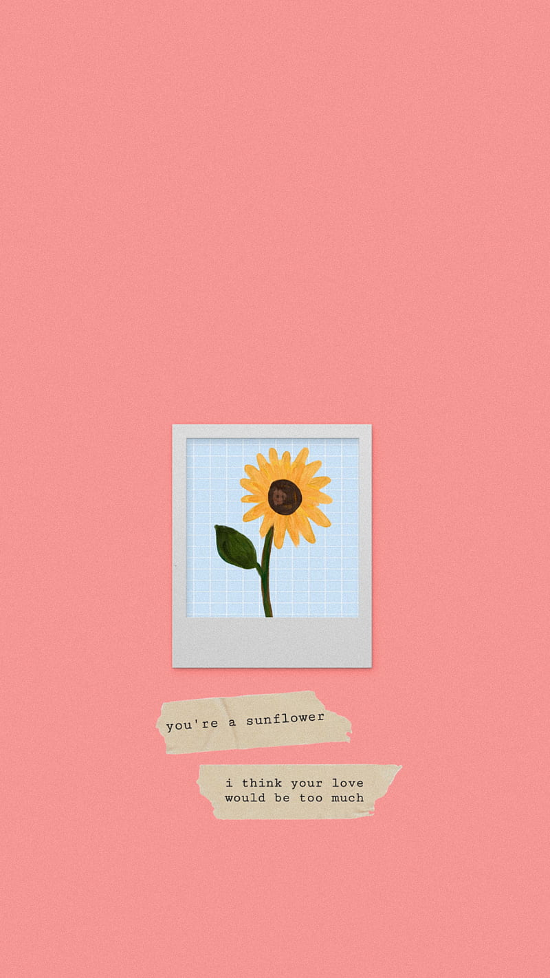 Sonnenblume, Polaroid, Zettel, Lachsrosa, Aesthetic, HD, Hintergrundbild fürs Handy