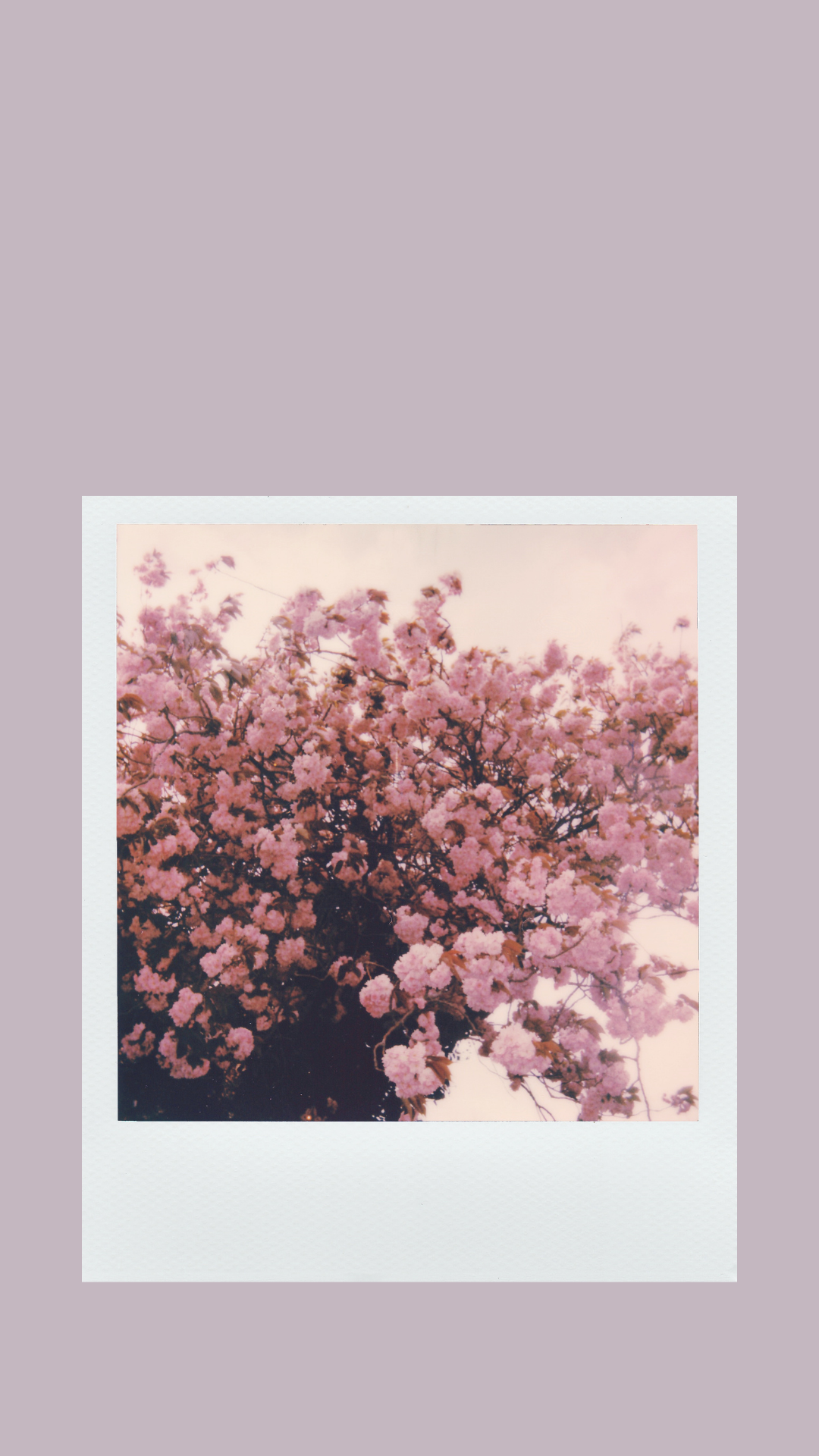 Sofortbild, Blühender Baum, Rosa Blüten, Mauve, Full HD, Handy-Hintergrund im Hochformat