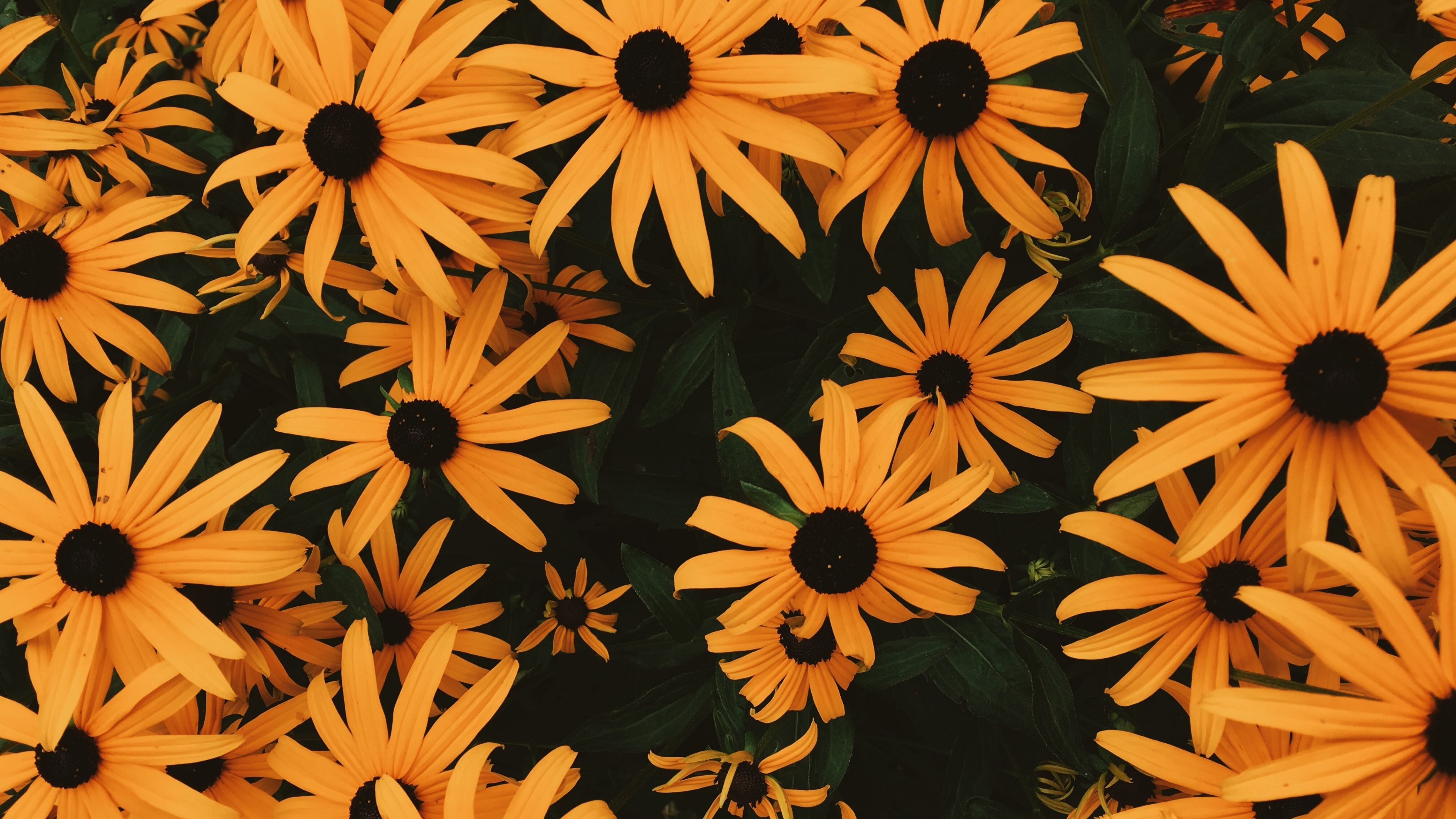 Rudbeckien, Gelbe Blumen, Blumenmeer, Dunkelgrün, 4K 2160p, Desktop-Hintergrundbild