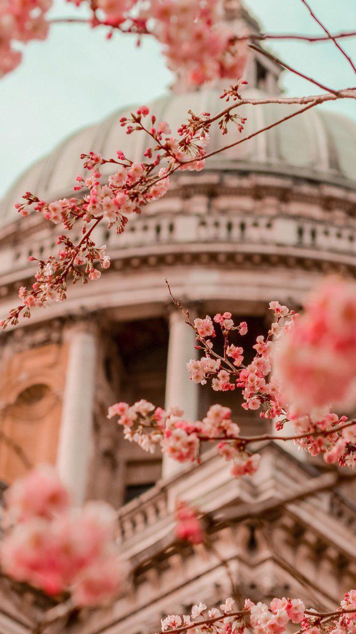 Kuppel, Historisches Gebäude, Kirschblüte, Architektur, Rosa Blüten, HD, Handy-Hintergrund