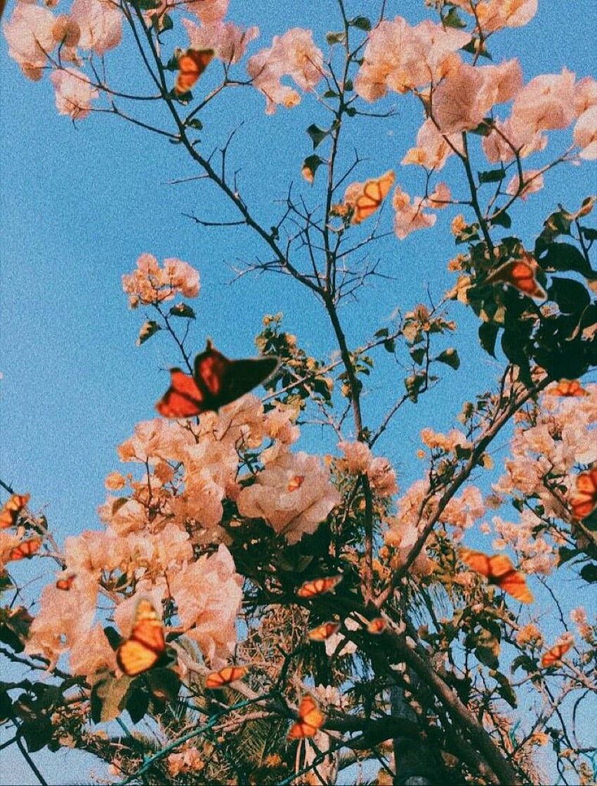 Rosenstrauch, Pfirsichfarbene Blüten, Blauer Himmel, Vintage-Look, HD, iPad-Hintergrundbild