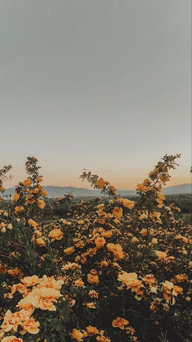 Gelbe Blumen, Hügel, Abendlicht, Landschaft, Grauer Himmel, Hintergrundbild fürs Handy