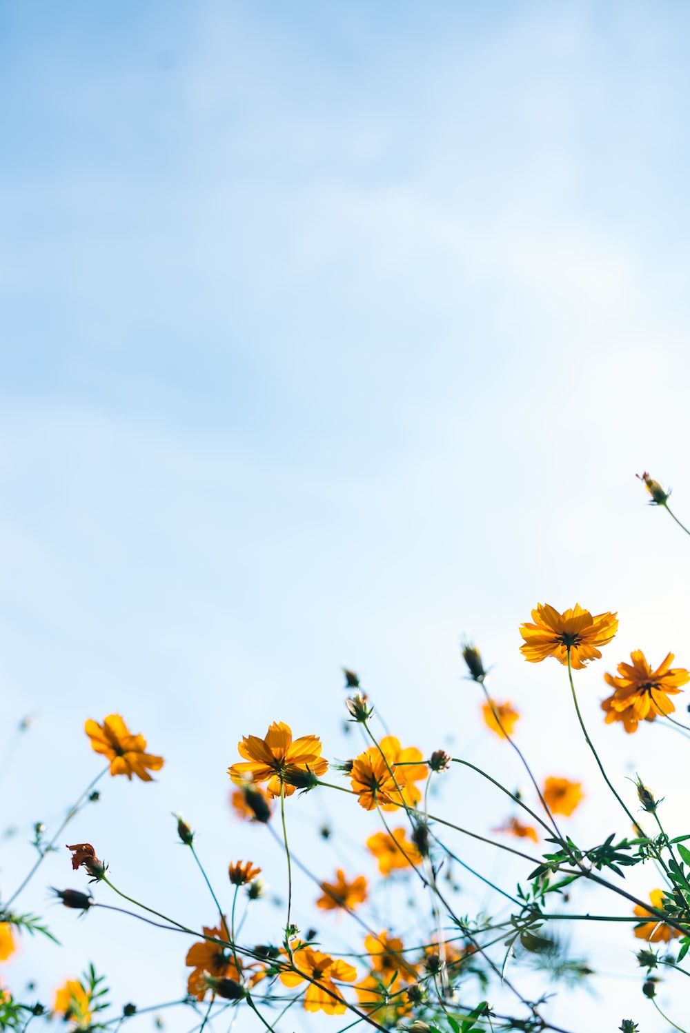 Gelbe Blumen, Blauer Himmel, Froschperspektive, Minimalistisch, HD, Tablet-Hintergrund