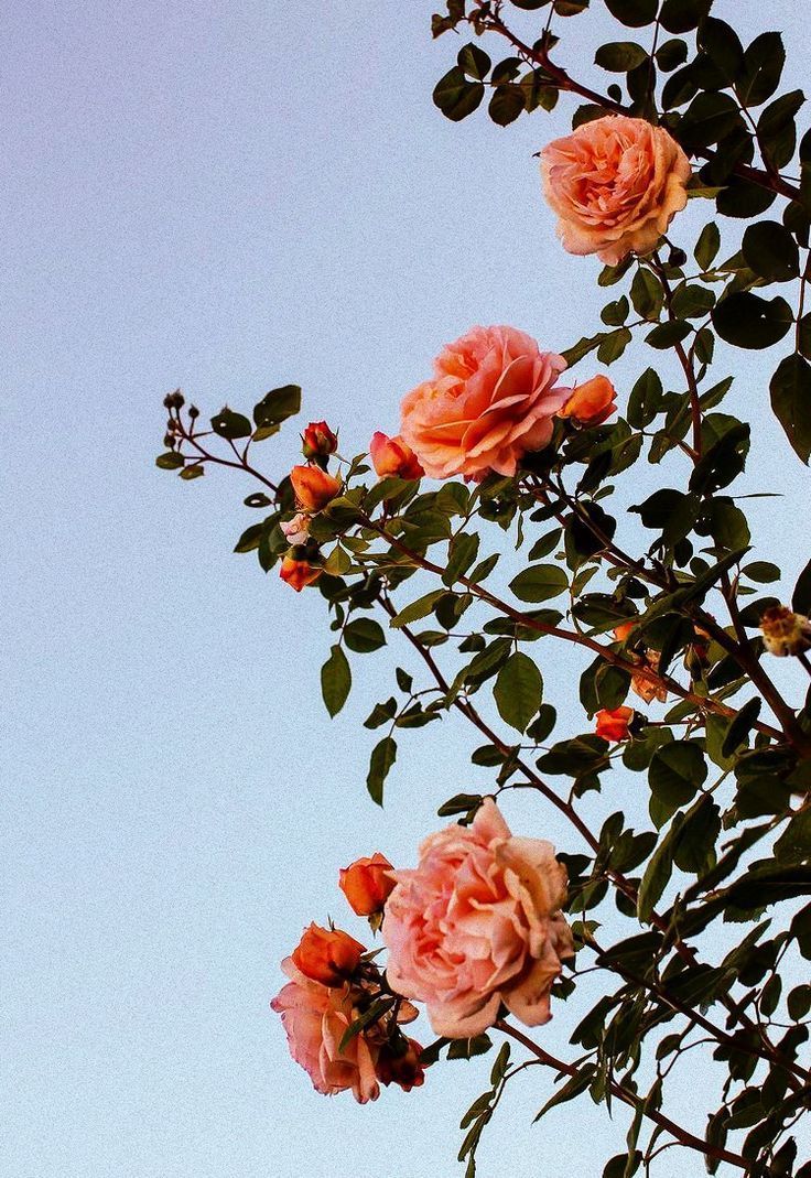Rosen, Orange Rosen, Kletterrose, Himmel, HD, Hintergrundbild fürs Tablet