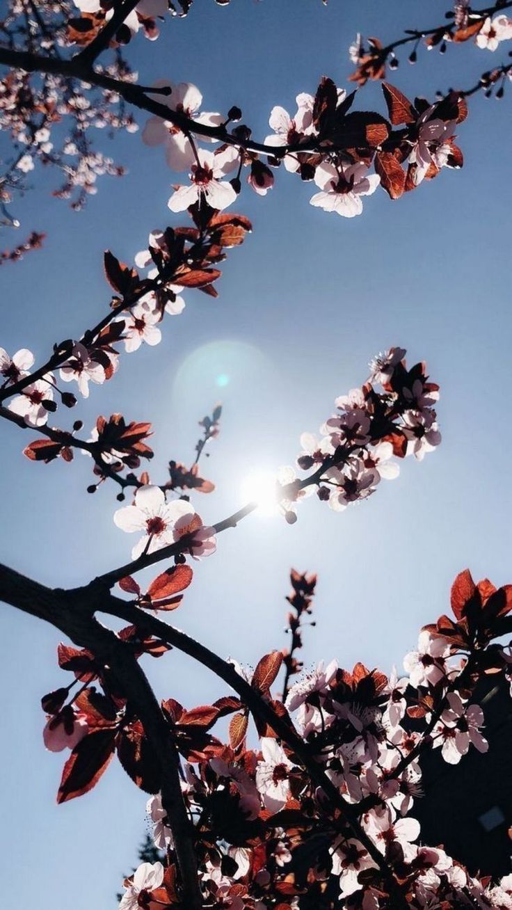 Kirschblüte, Gegenlicht, Sonne, Zweige, Blauer Himmel, HD, Hintergrundbild fürs Handy
