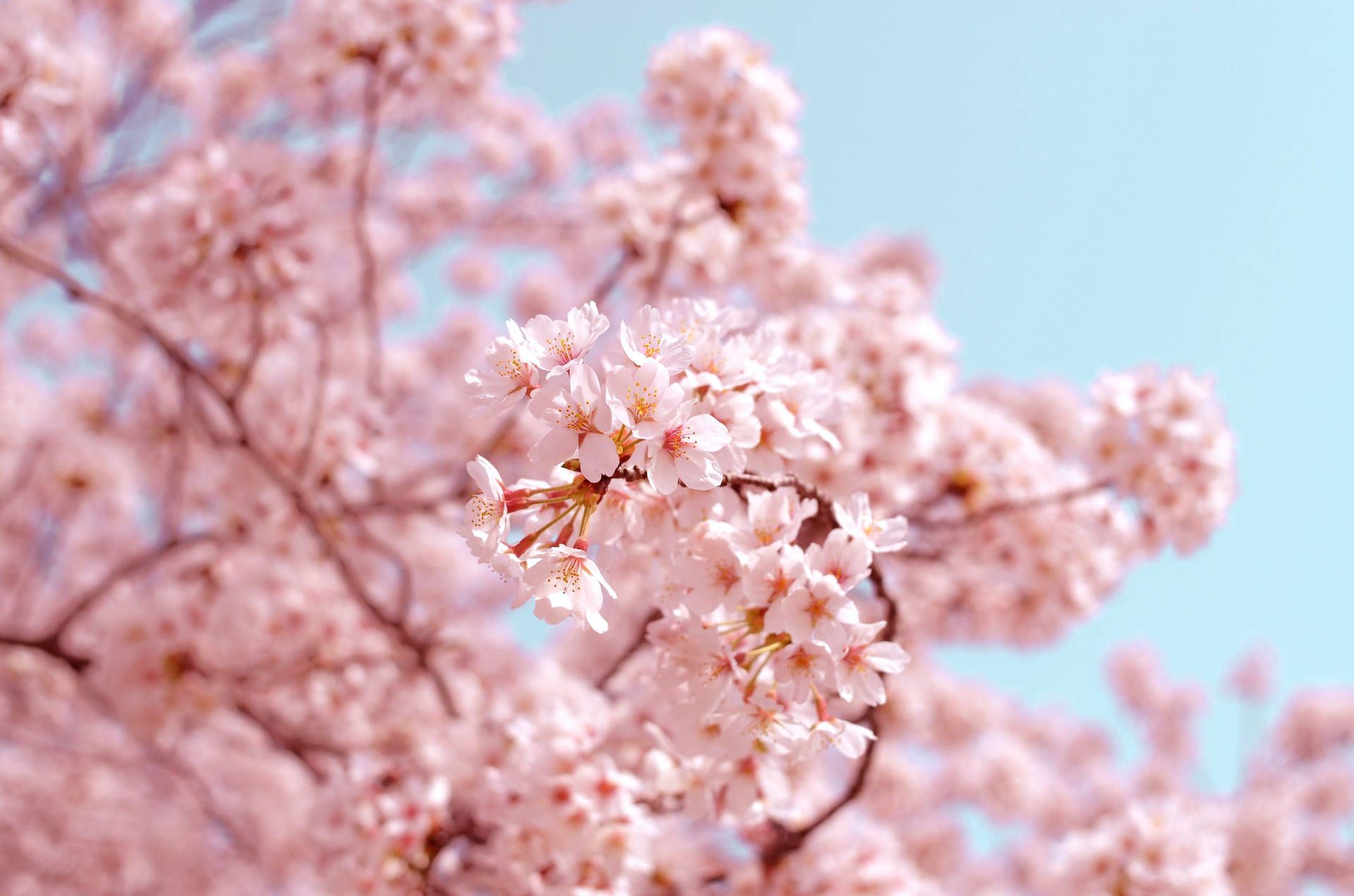 Kirschblüte, Rosa Blüten, Hellblauer Himmel, Nahaufnahme, Full HD, PC-Hintergrundbild