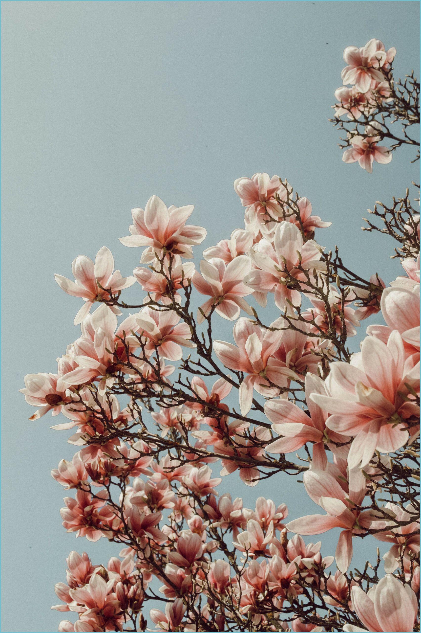 Magnolie, Rosa Blüten, Graublauer Himmel, Zweige, QHD+, Sperrbildschirm fürs iPhone