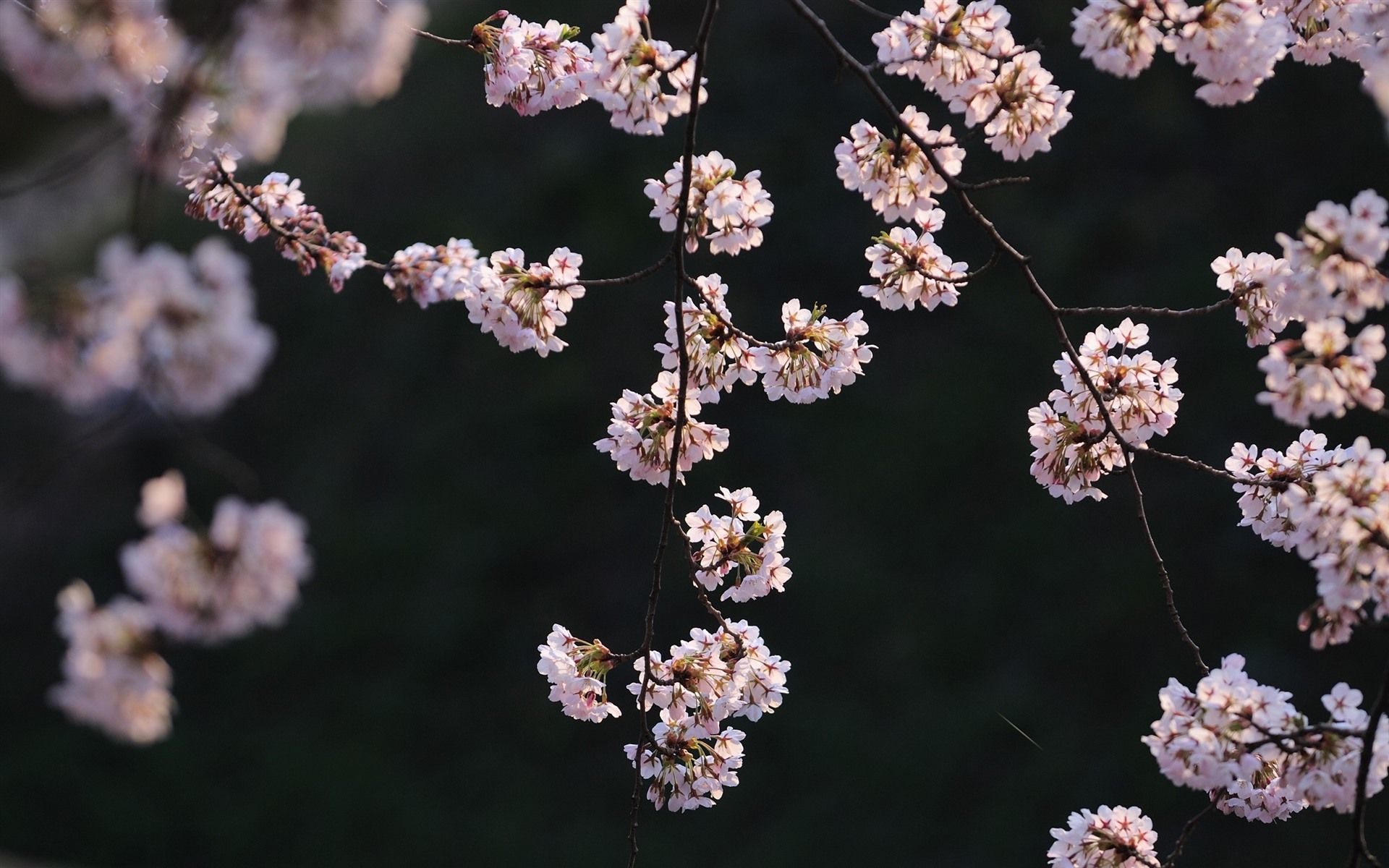 Kirschblüte, Dunkler Hintergrund, Zweige, Kontrast, Full HD Wallpaper