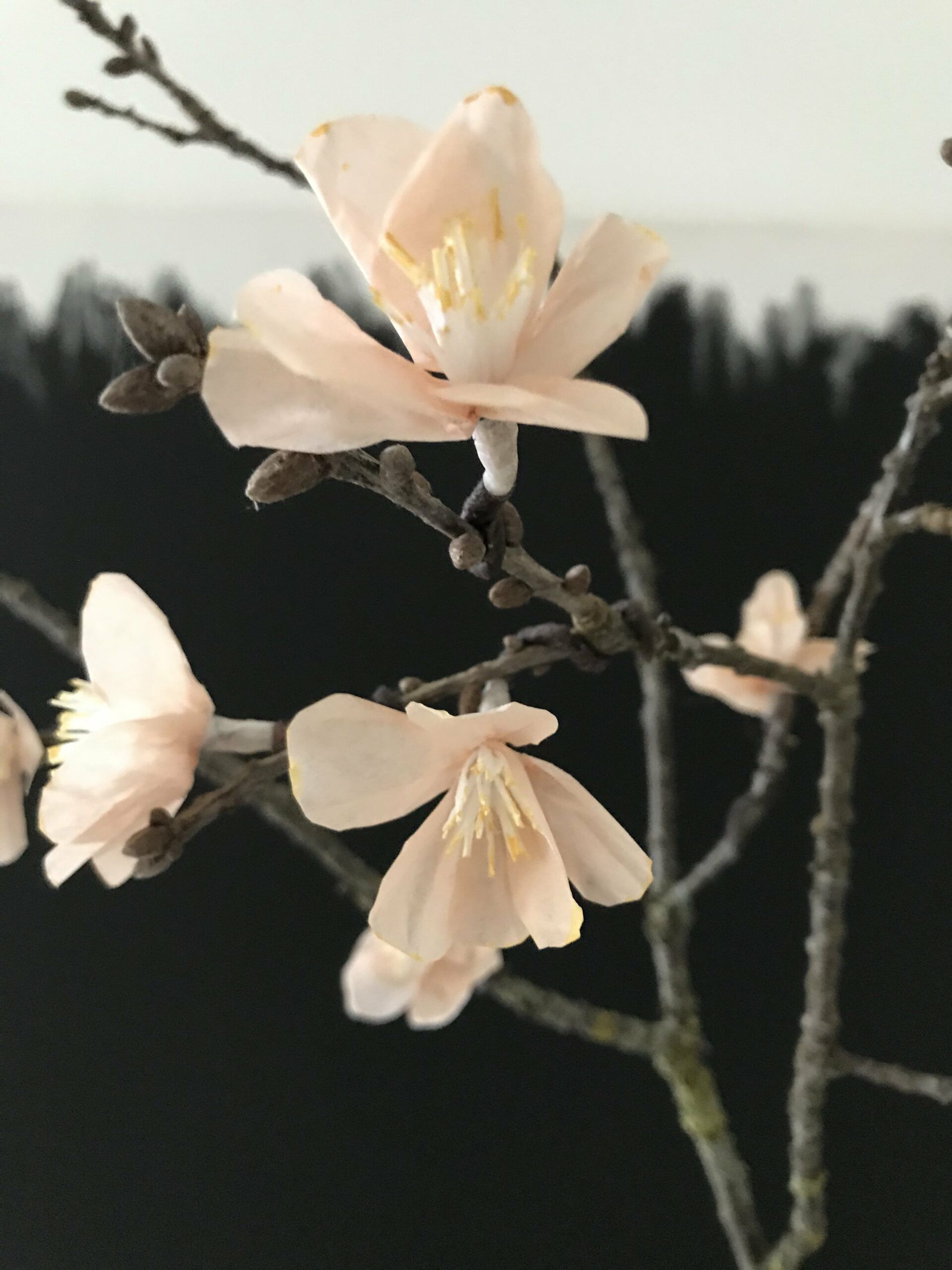 Magnolie, Weiße Blüten, Zweig, Dunkler Hintergrund, Nahaufnahme, QHD+ Wallpaper