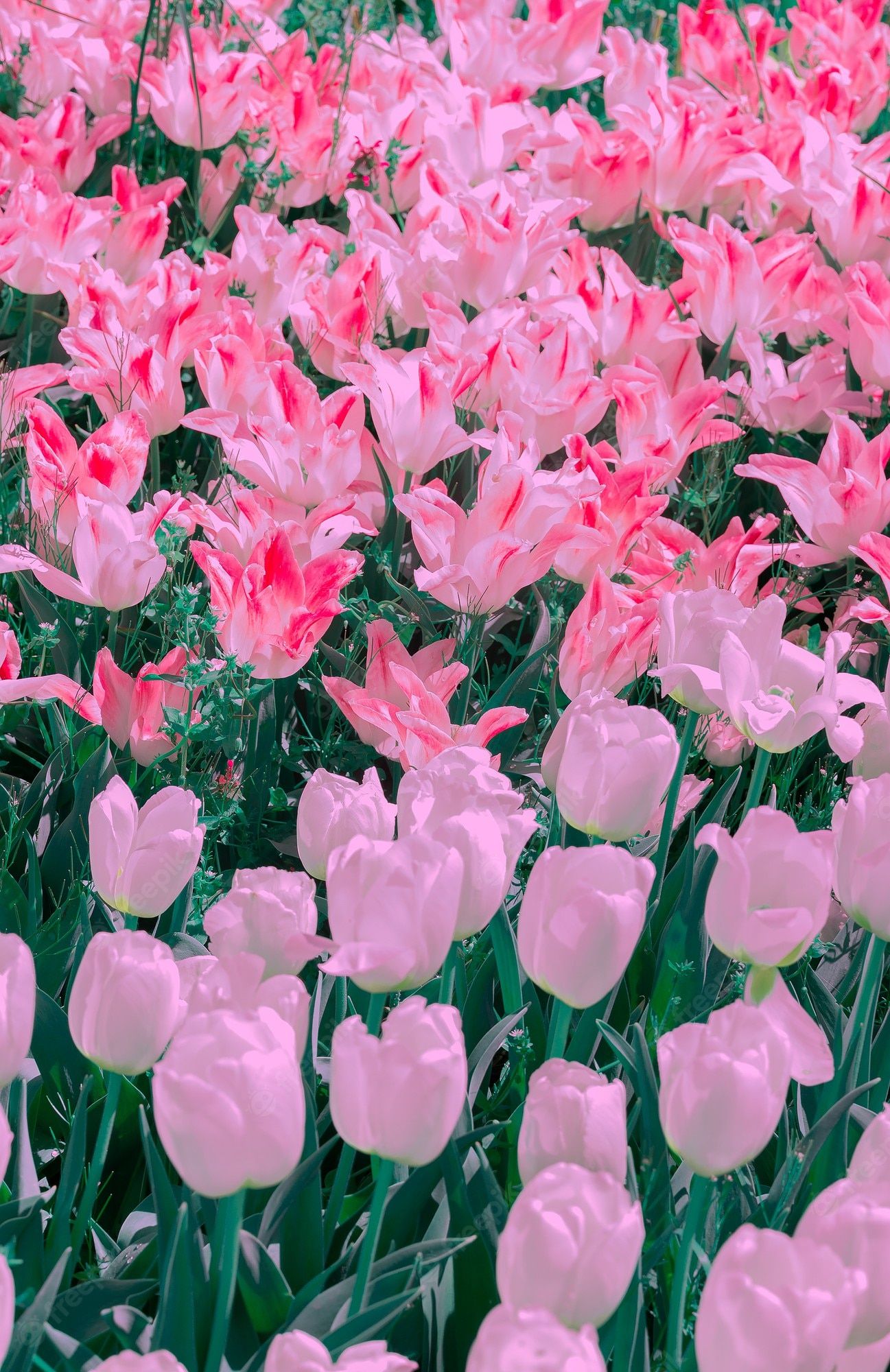 Tulpen, Rosa Tulpen, Tulpenfeld, Blütenmeer, Full HD, Hintergrundbild fürs Handy