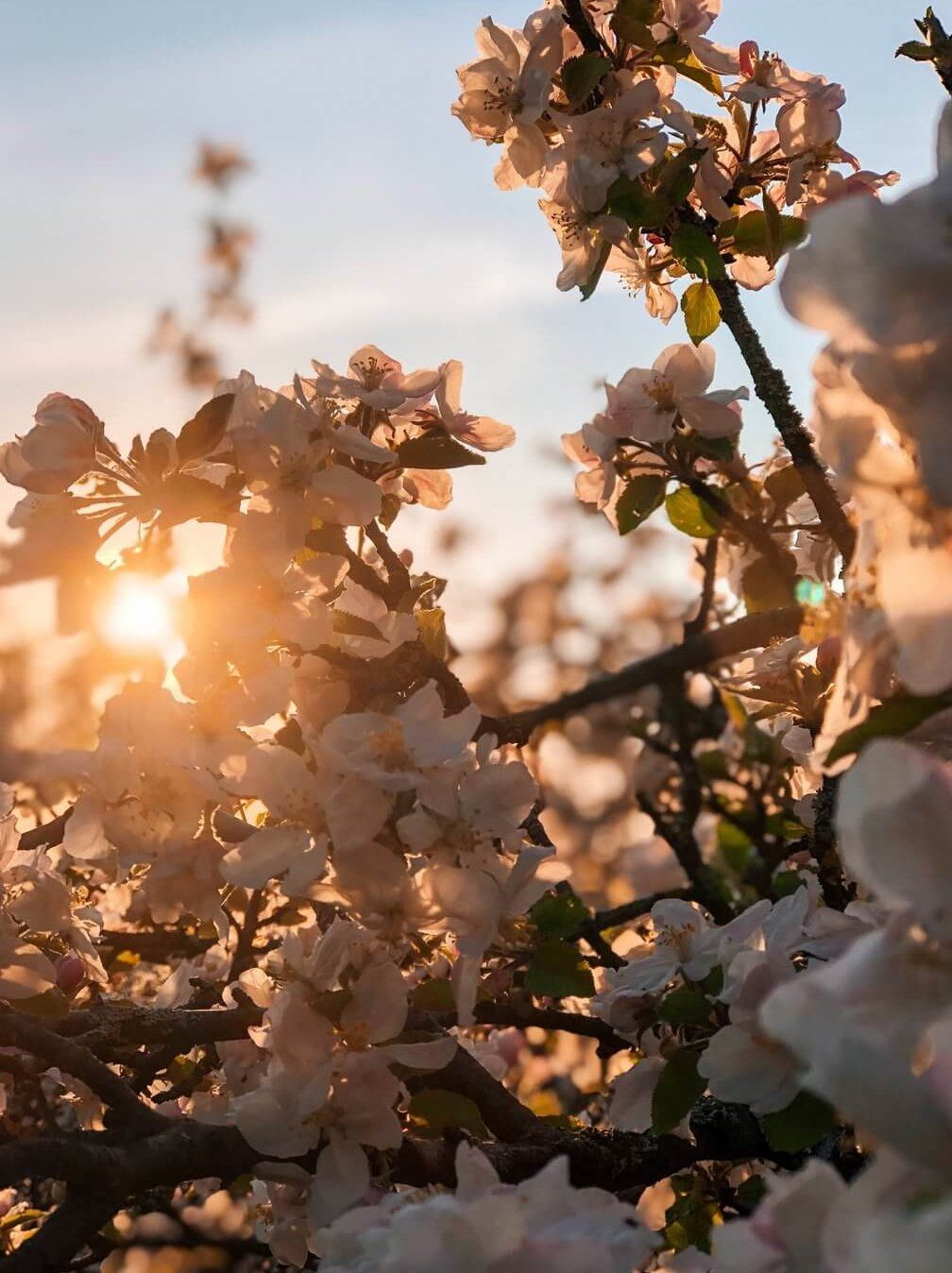 Blühender Baum, Sonnenuntergang, Gegenlicht, Warmes Licht, Blüten, Hintergrundbild fürs Tablet