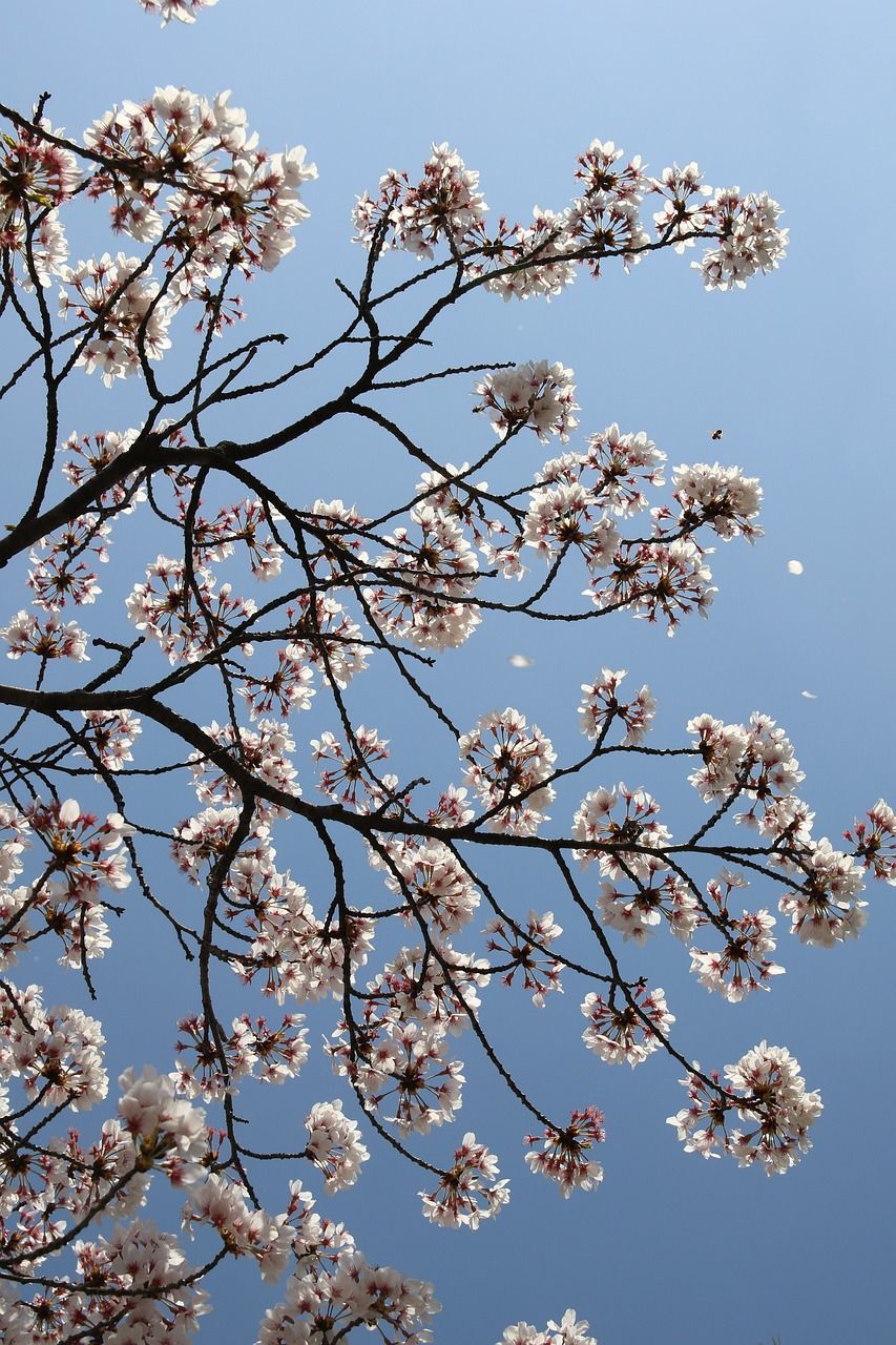 Weiße Blüten, Blühender Baum, Äste, Blauer Himmel, HD, Handy-Hintergrund im Hochformat