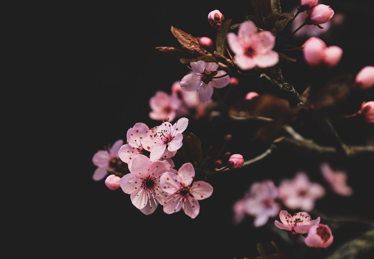 Kirschblüte, Rosa Blüten, Dunkler Hintergrund, Zweig, Nahaufnahme, HD Wallpaper