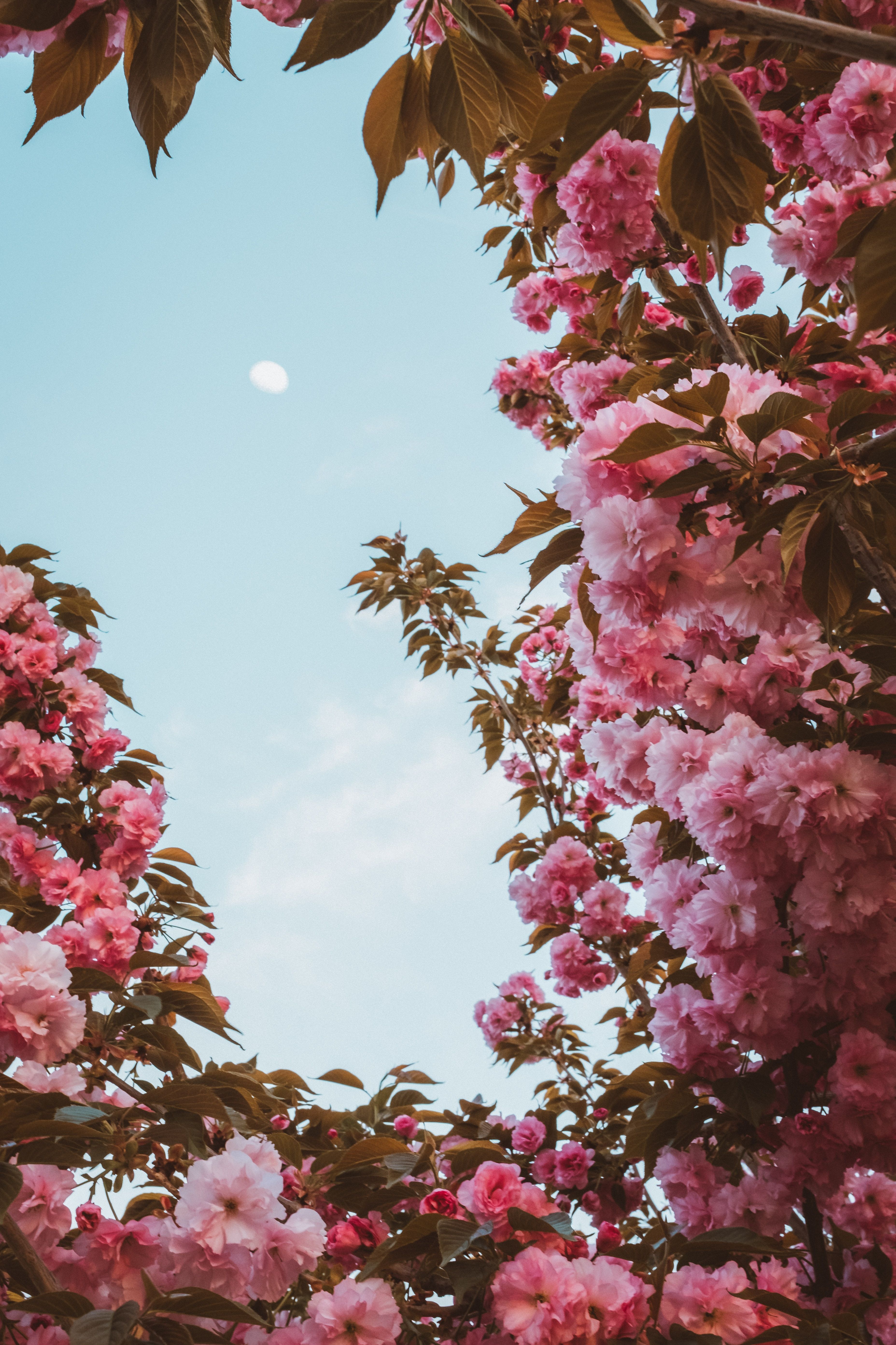 Japanische Kirschblüte, Rosa Blüten, Himmel, Rahmen, QHD+, Hintergrundbild fürs Handy