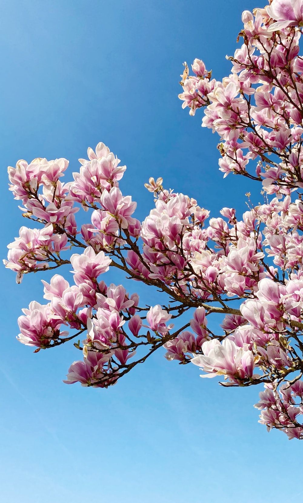 Magnolie, Rosa Blüten, Blauer Himmel, Zweig, HD, Sperrbildschirm fürs iPhone
