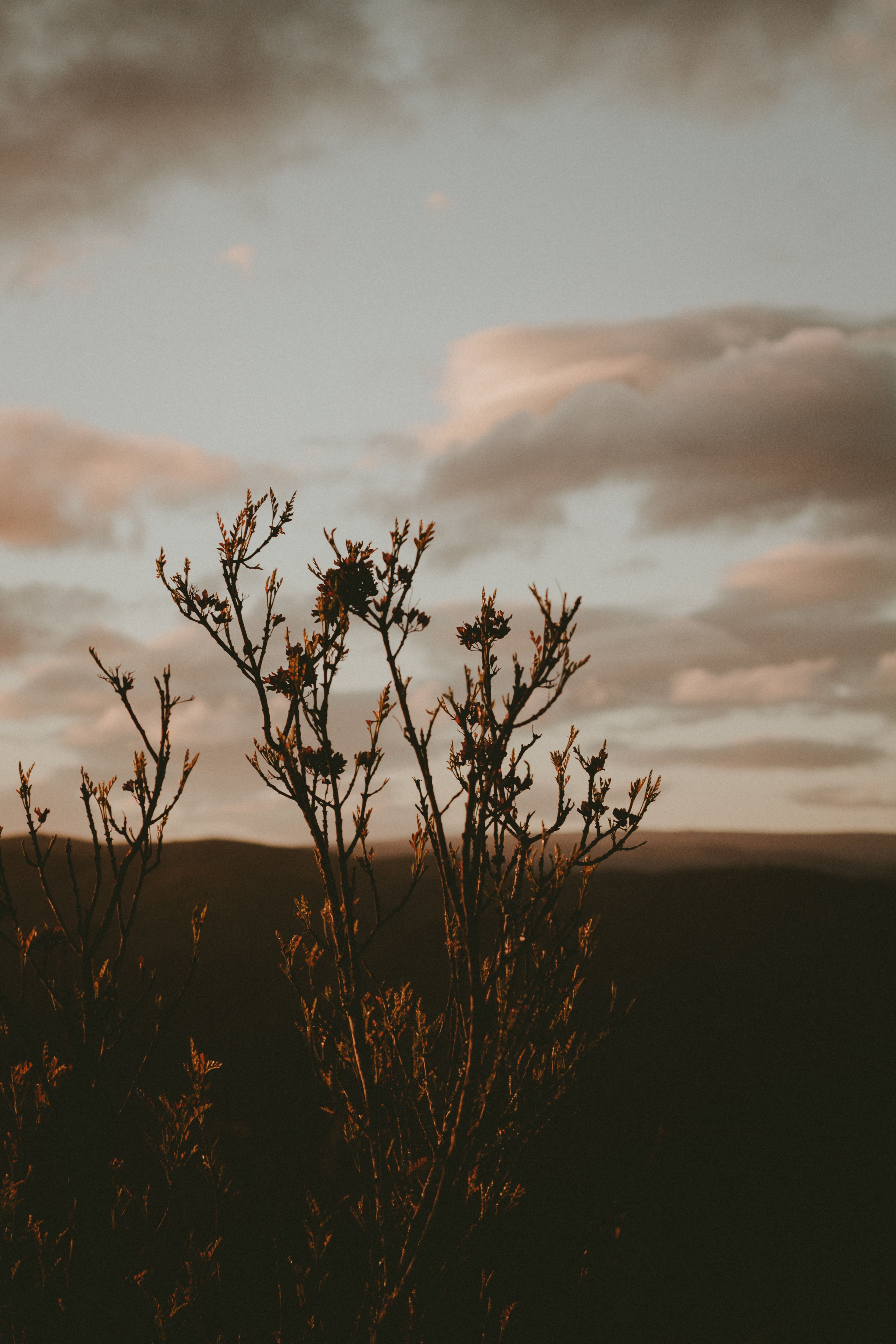 Sträucher, Silhouette, Abenddämmerung, Wolken, Landschaft, QHD+, iPhone-Hintergrundbild