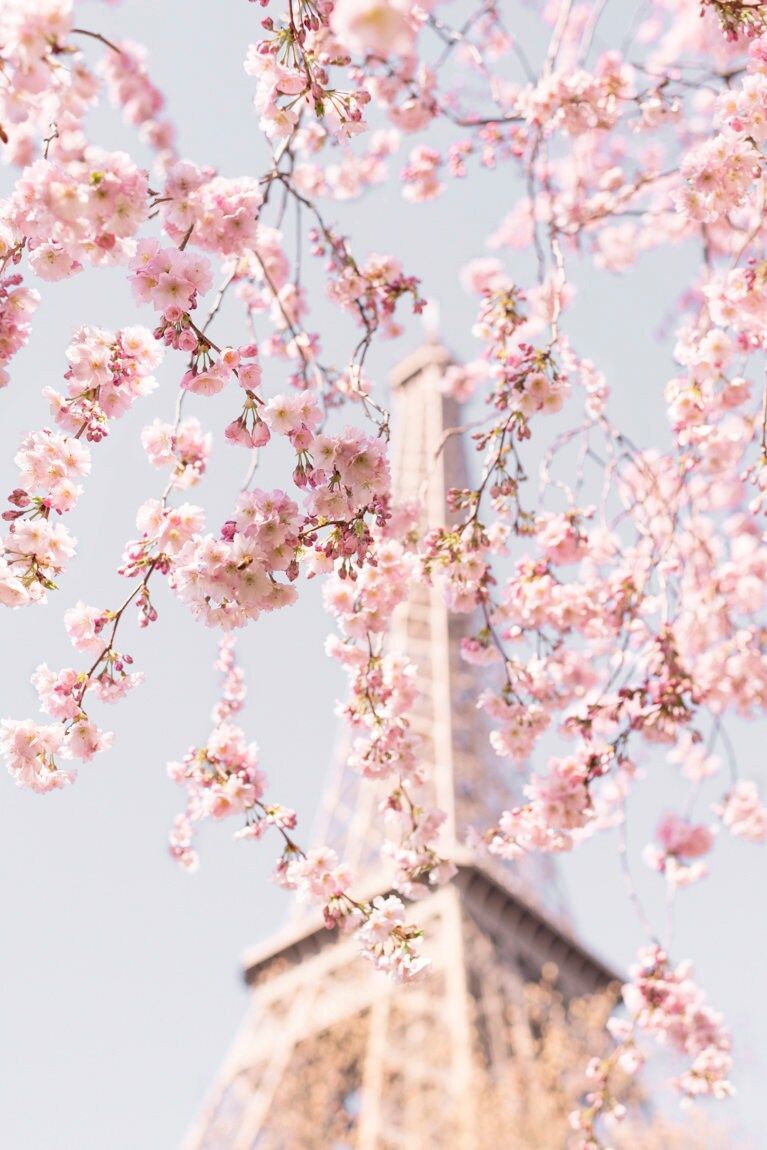 Eiffelturm, Paris, Kirschblüte, Rosa Blüten, Frankreich, HD, Tablet-Hintergrund