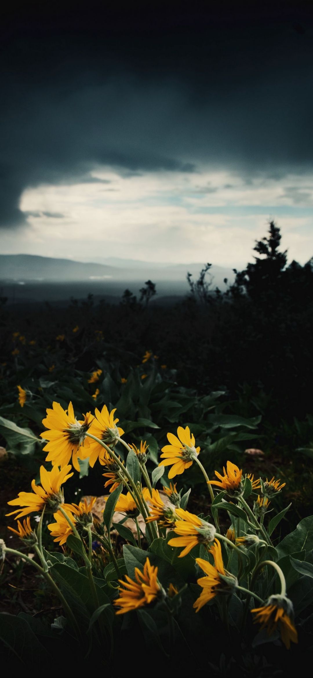 Gelbe Blumen, Gewitterwolken, Landschaft, Dunkler Himmel, Wiese, Full HD, iPhone-Hintergrundbild