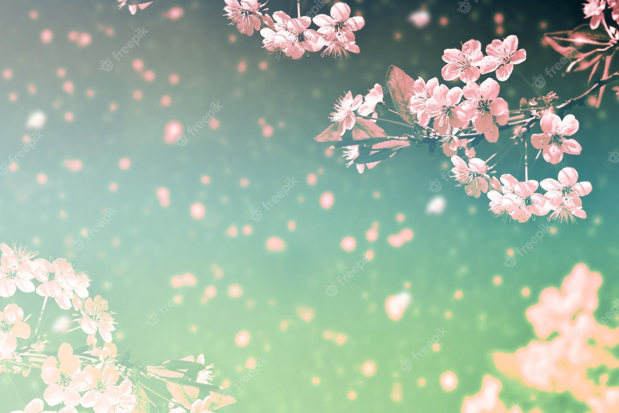 Kirschblüte, Fallende Blütenblätter, Bokeh, Grüner Hintergrund, Verträumt, Full HD Wallpaper