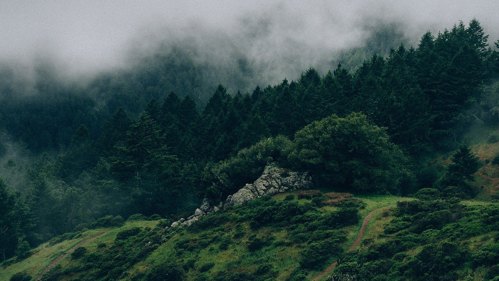 Nadelwald, Nebel, Hügel, Natur, Bewölkt, 16:9, Full-HD-Hintergrundbild für den Desktop