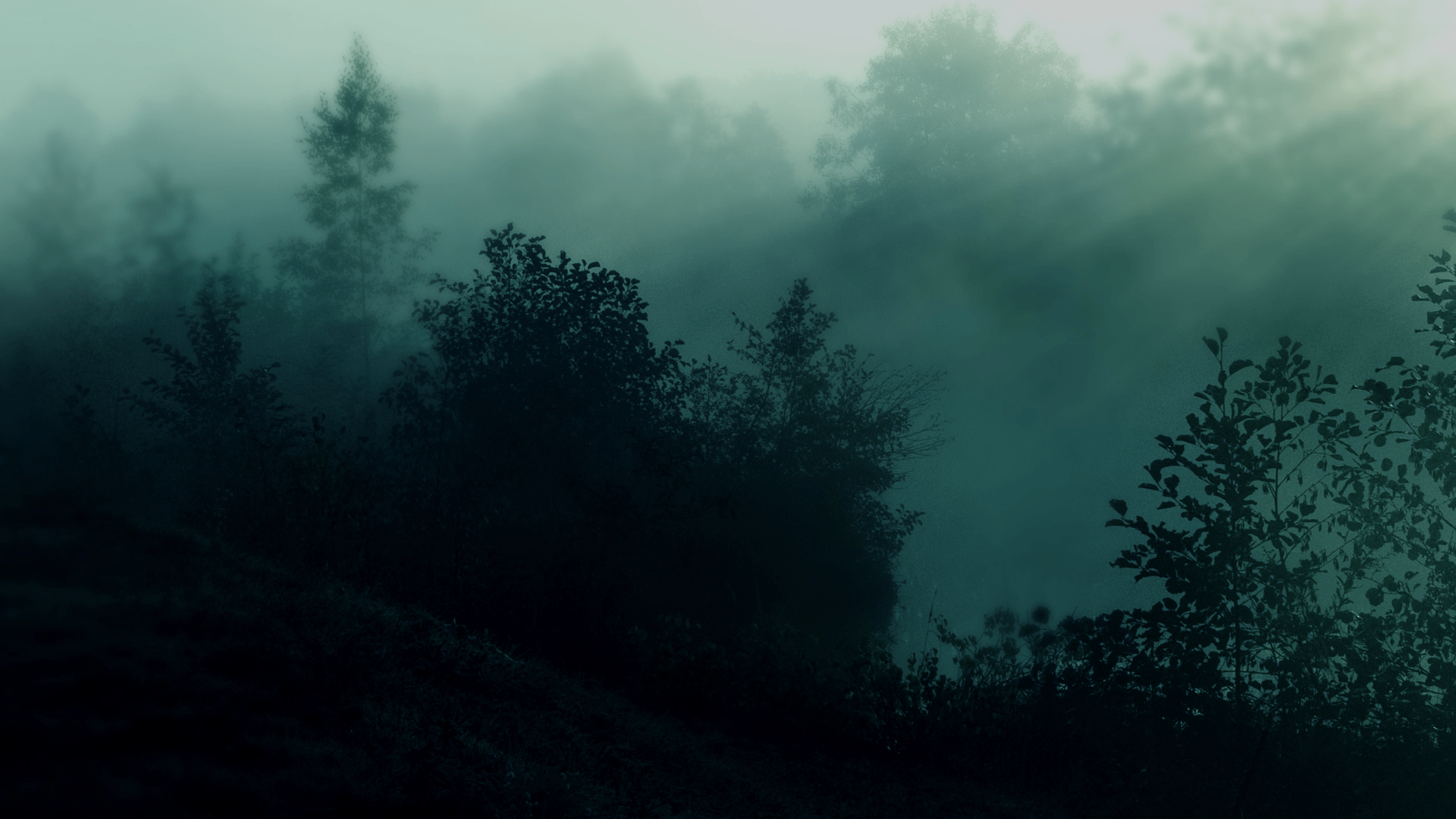 Wald, Nebel, Bäume, Mystisch, Grün, 1920x1080, Full-HD-Hintergrundbild für PC